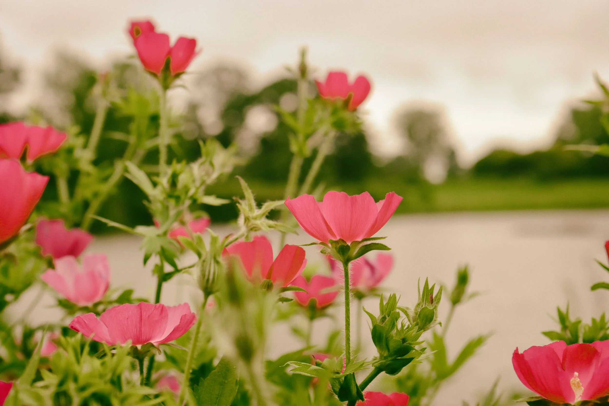 Flowers5-B.JPG
