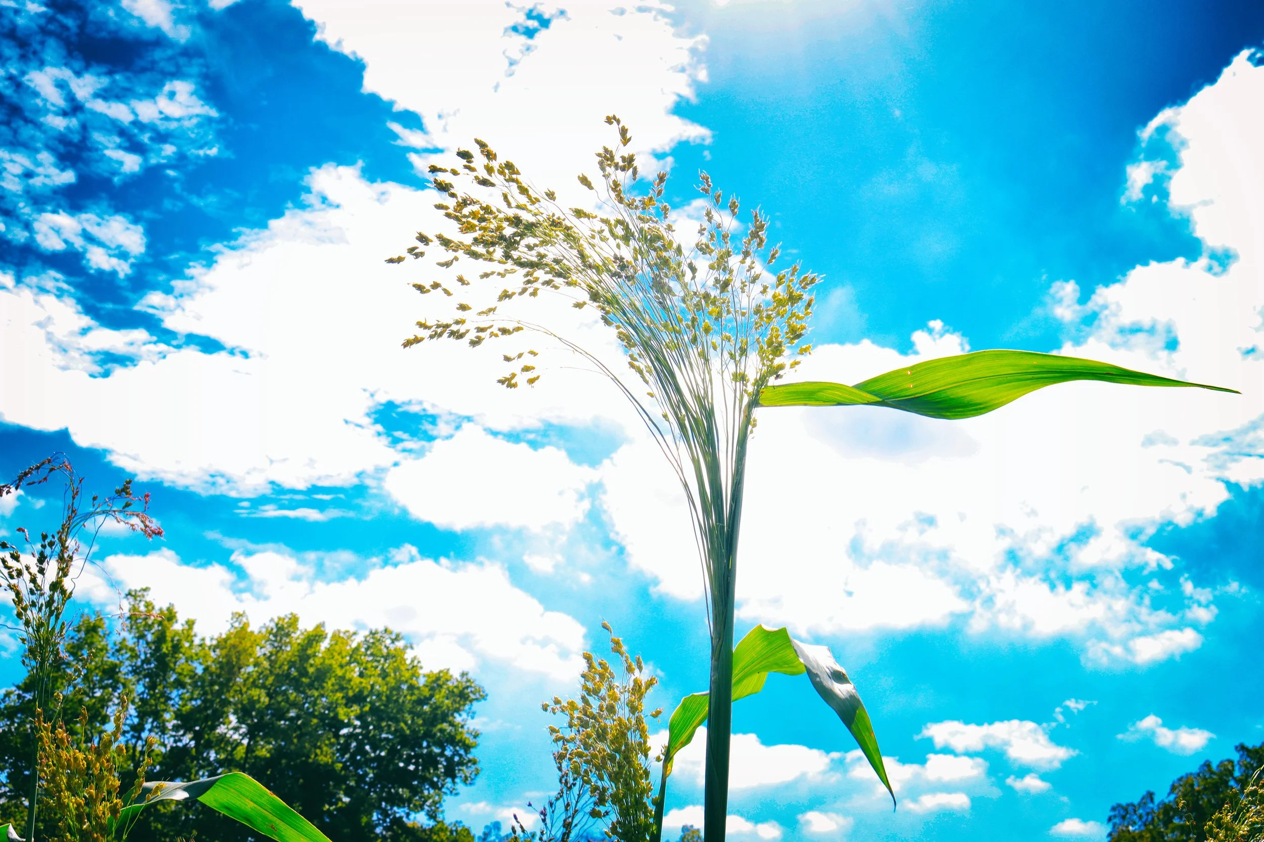 SeedSky.JPG