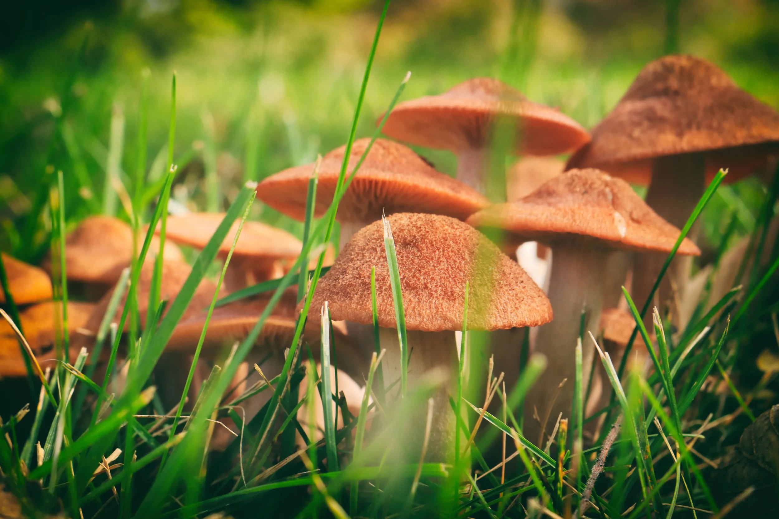 mushies4.JPG