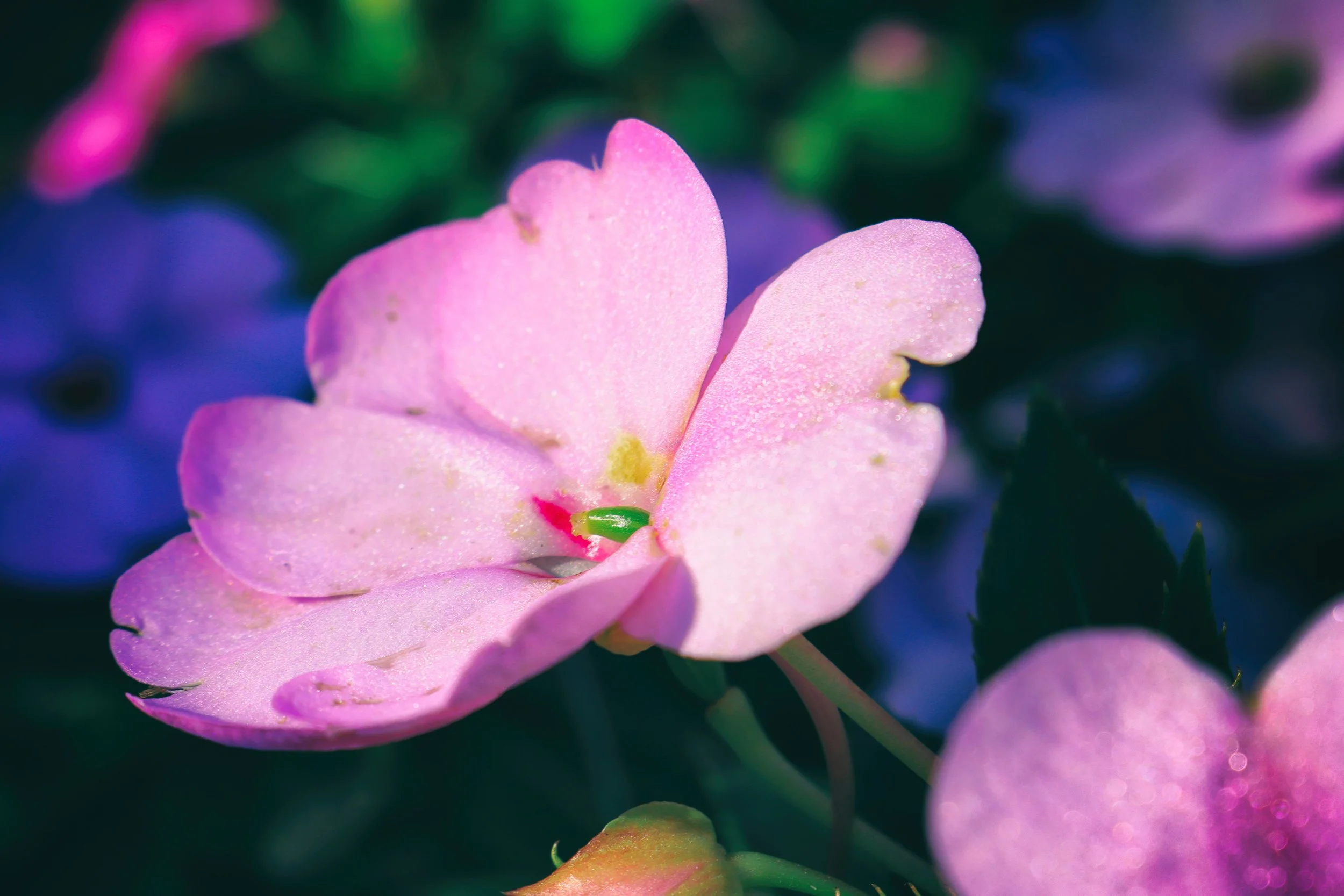 pinkflower2vibrant.JPG