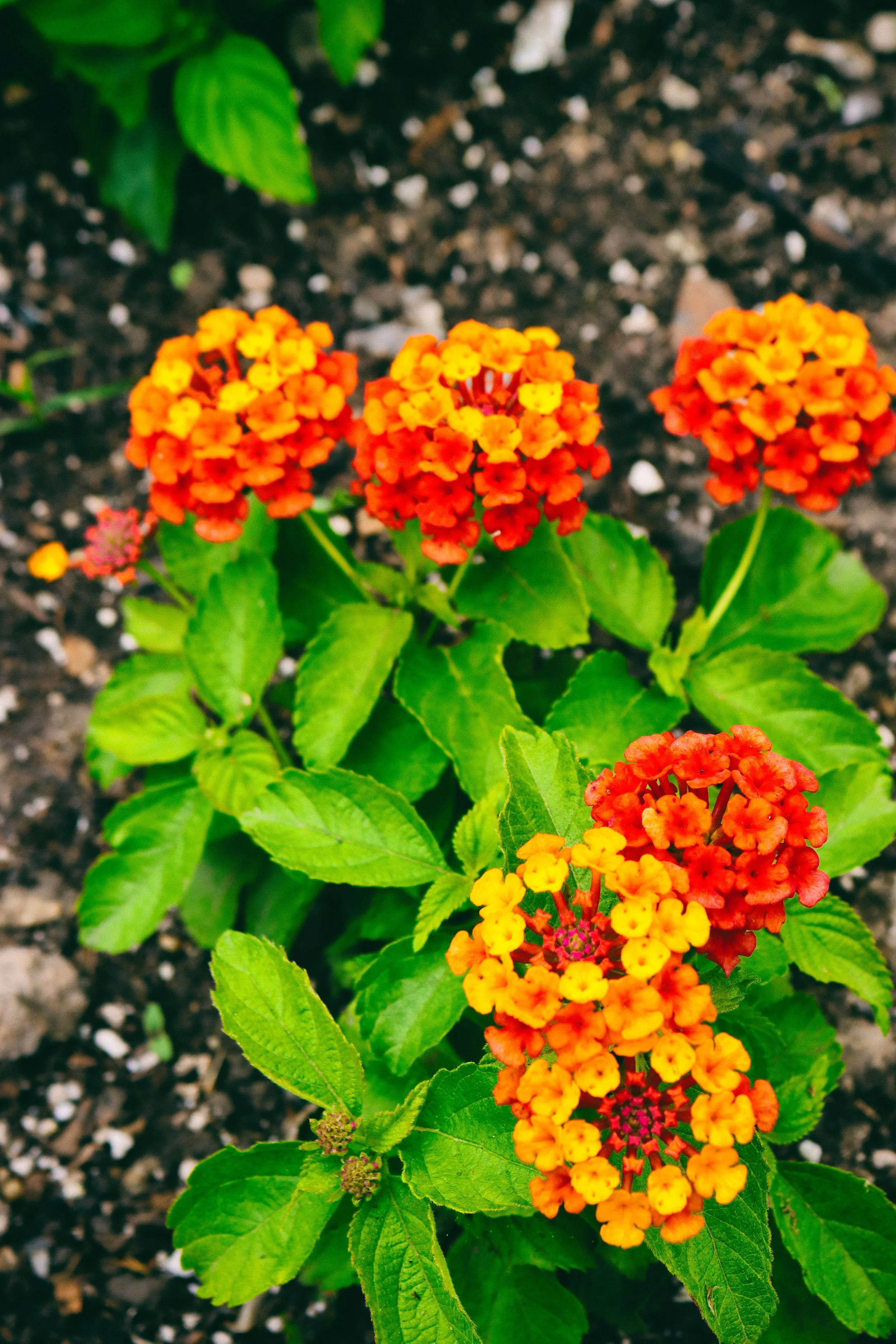 Flowers7-B.JPG