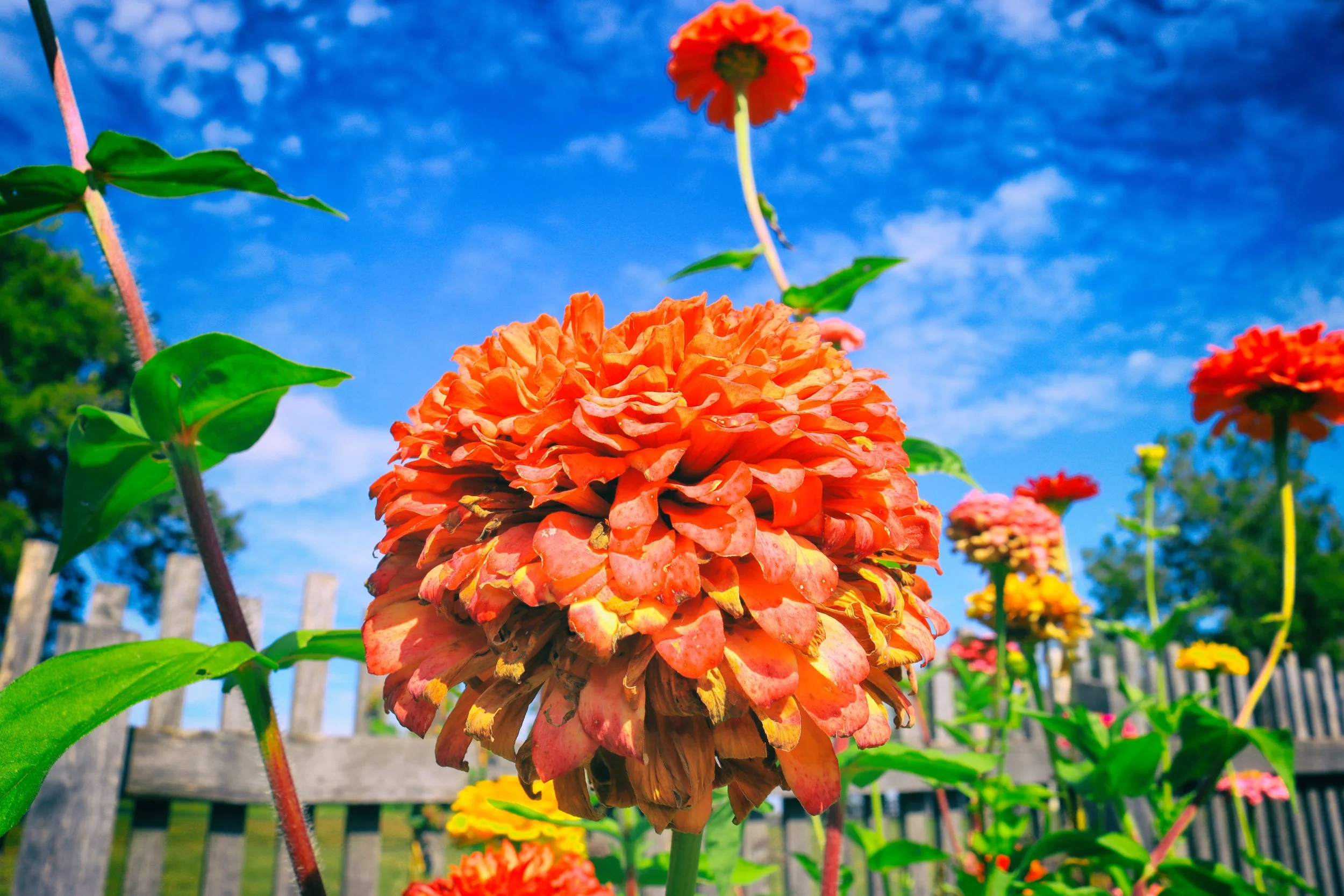 redflowers1.JPG