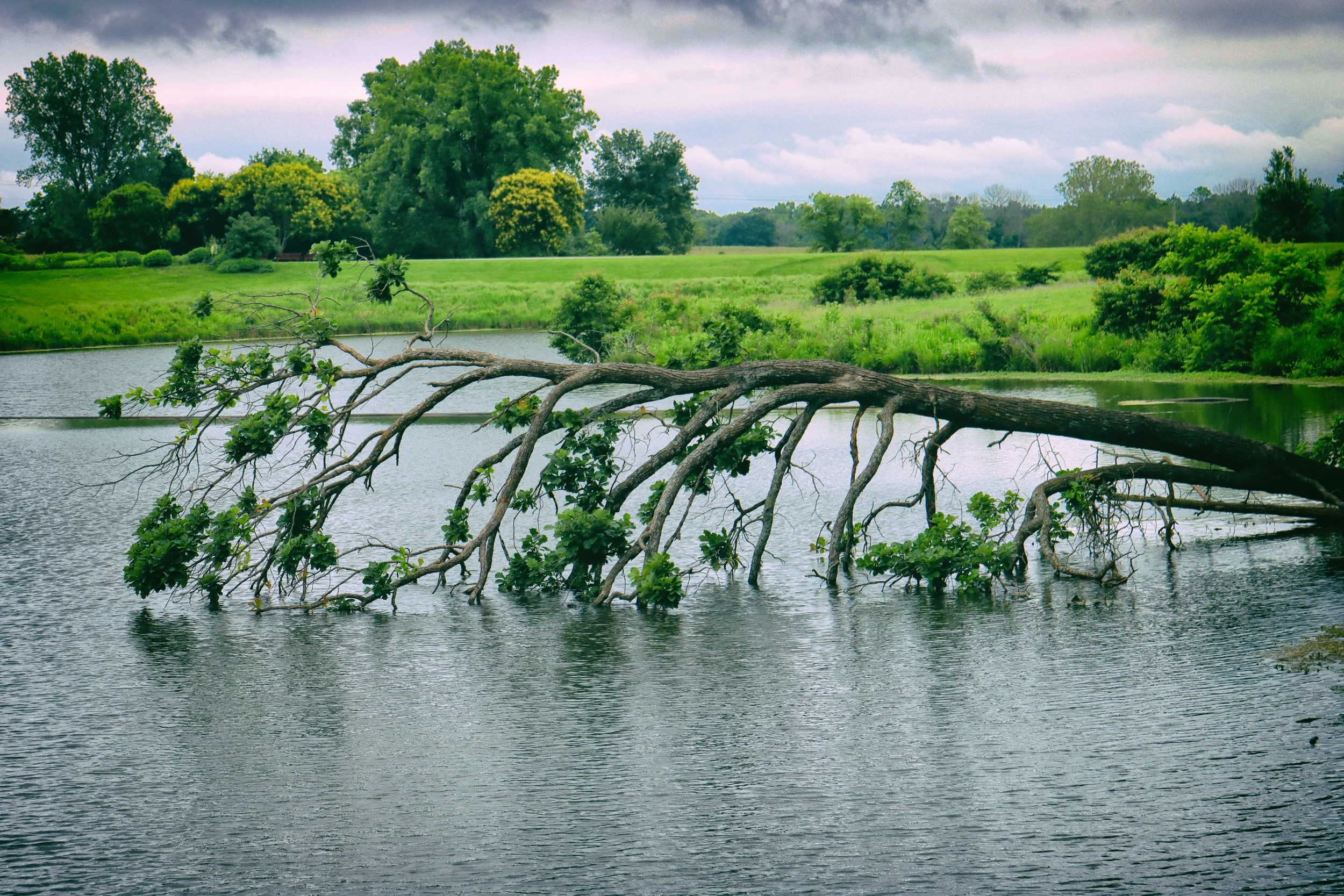 TreeClouds.JPG