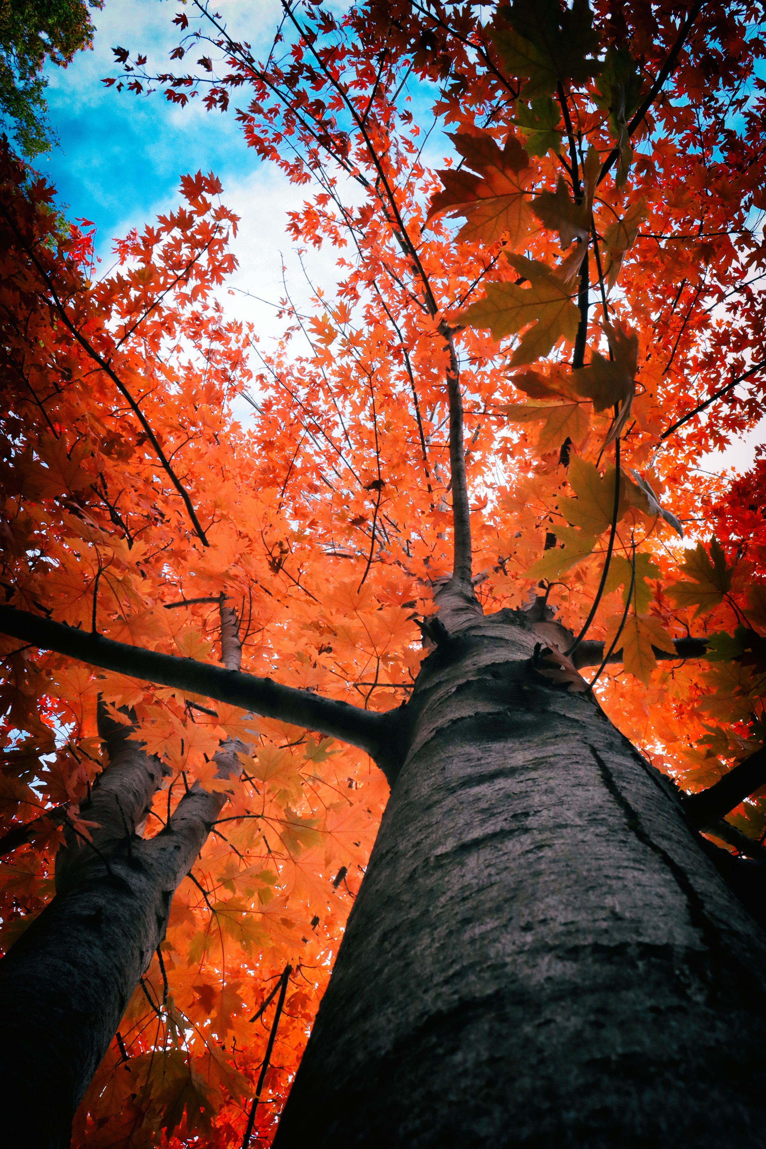 Trunk3.JPG