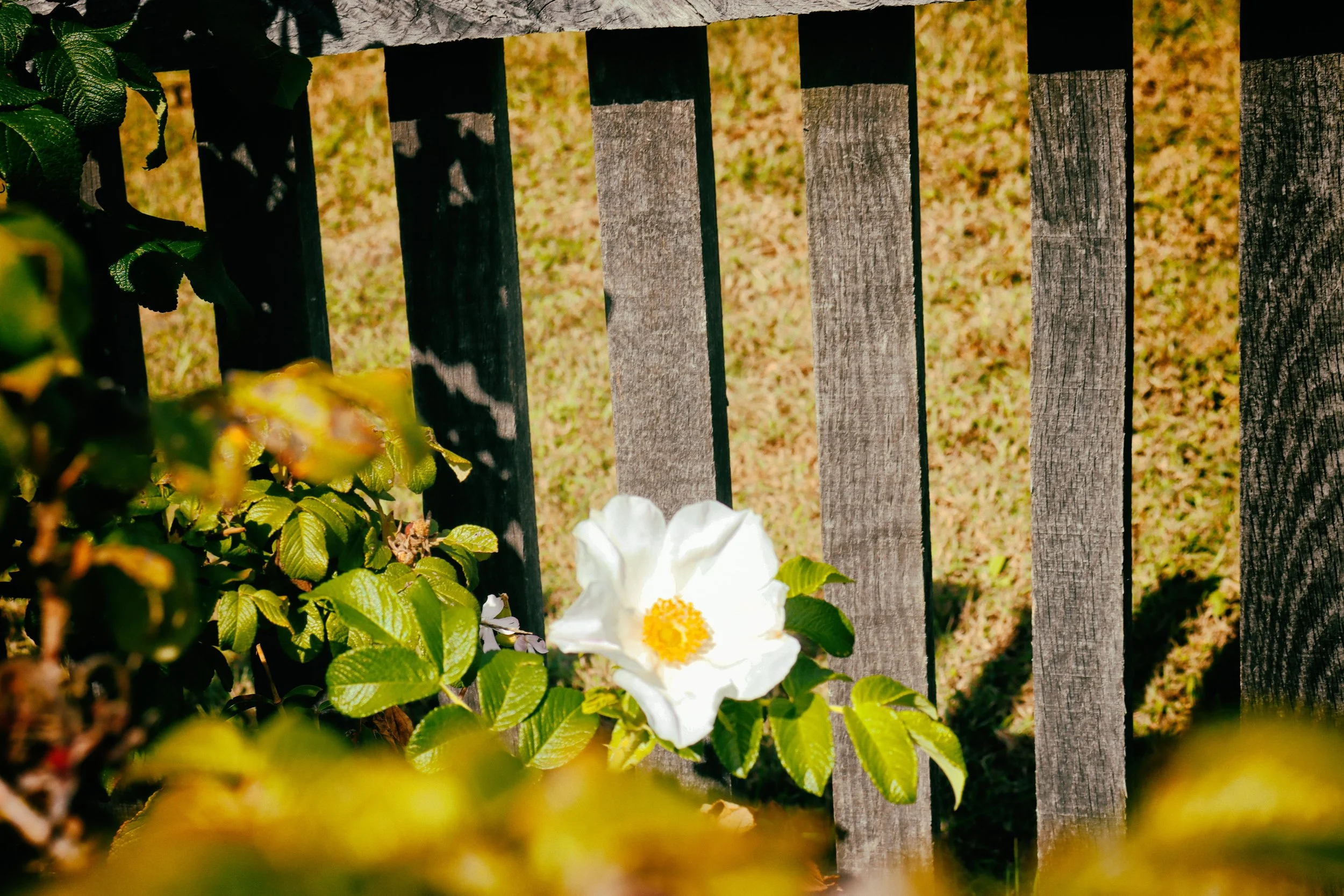 whiteflower1.JPG