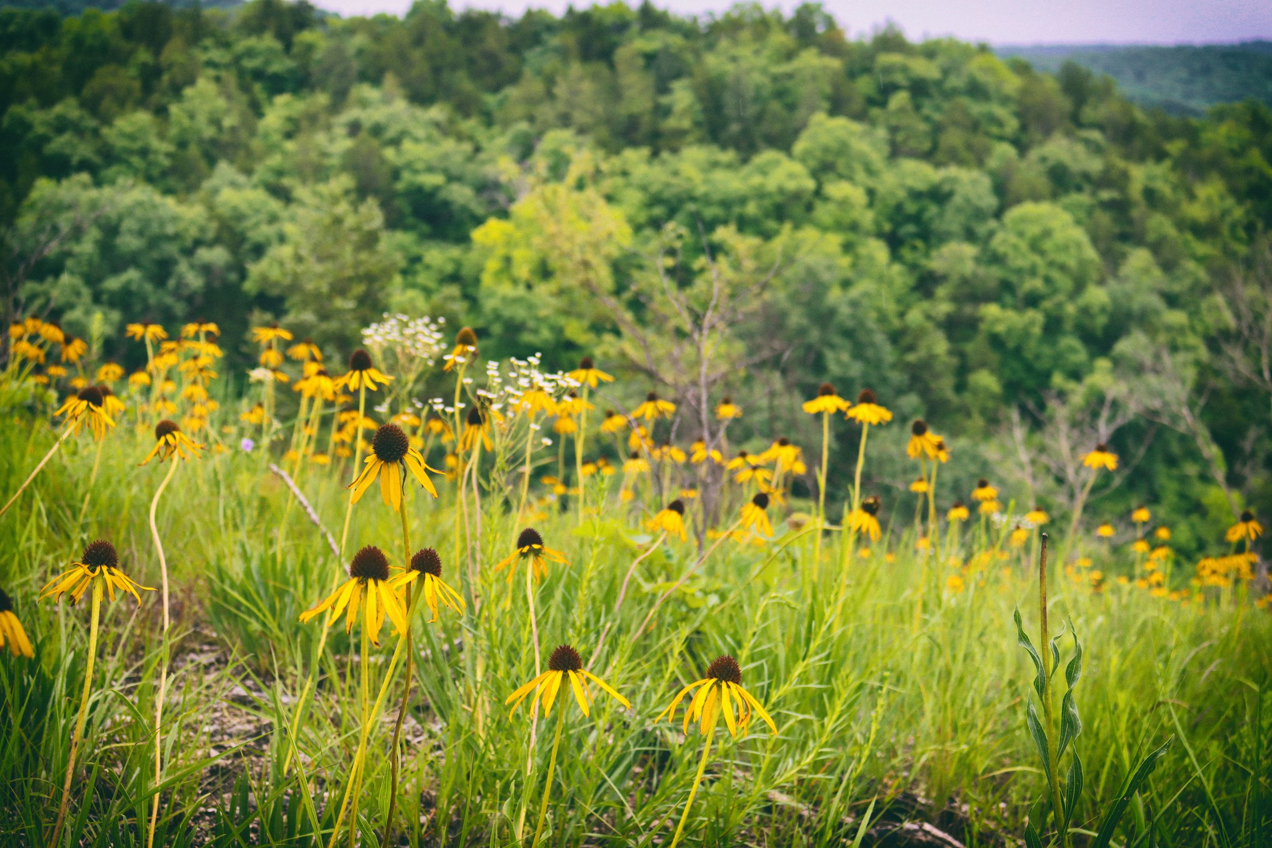 Flowers2.JPG