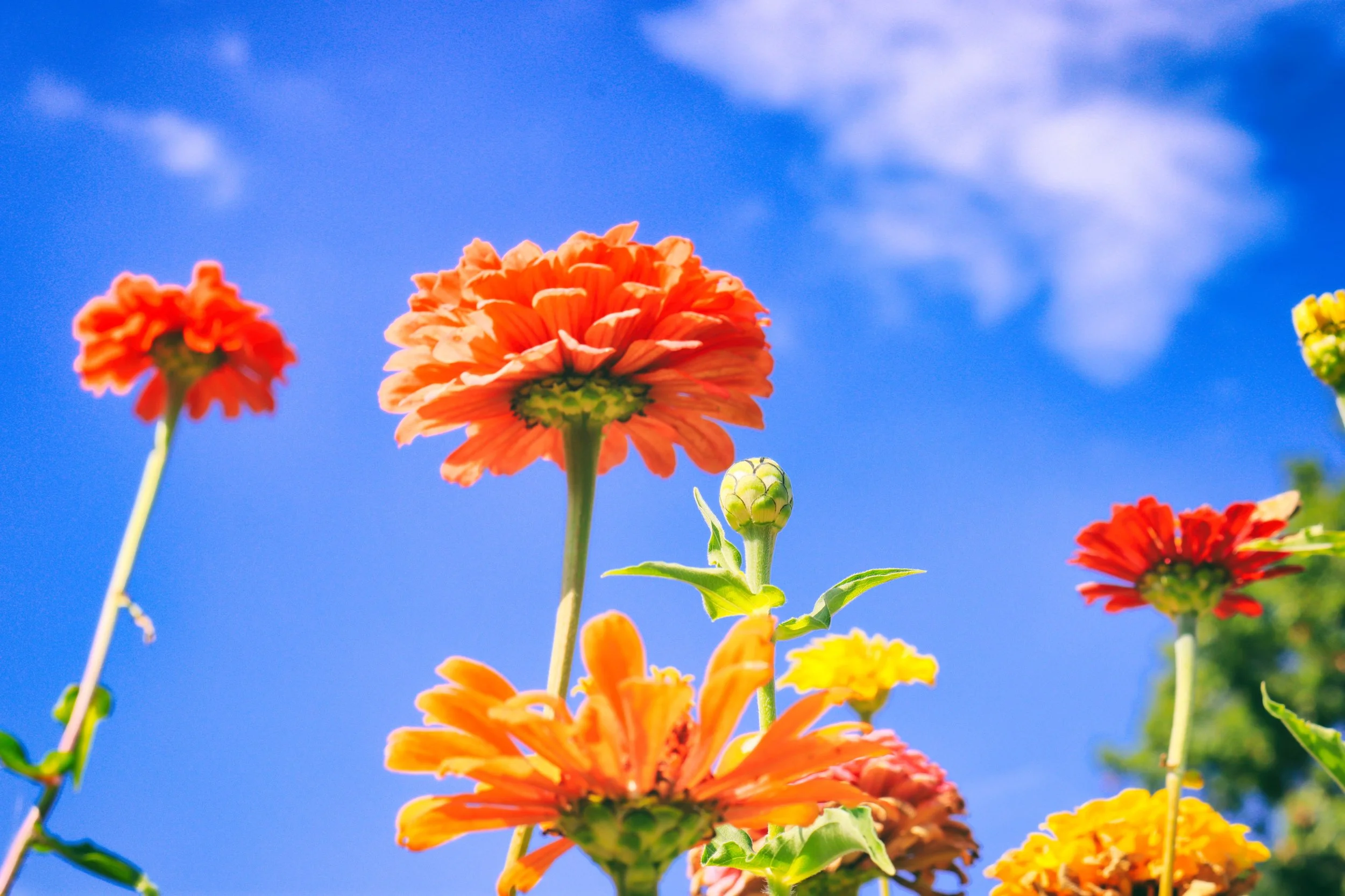 Flowerssky.JPG