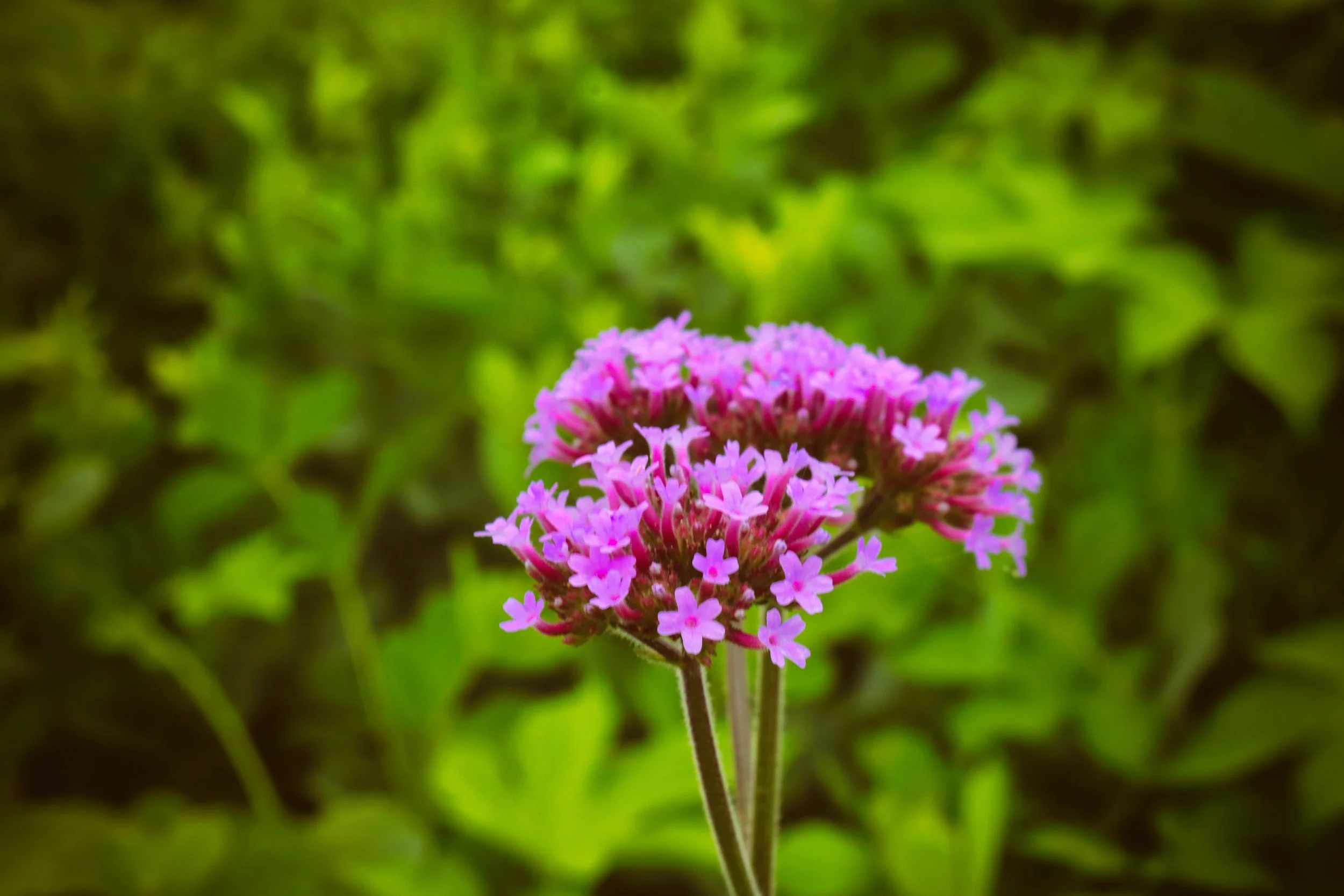 Flowers14.JPG