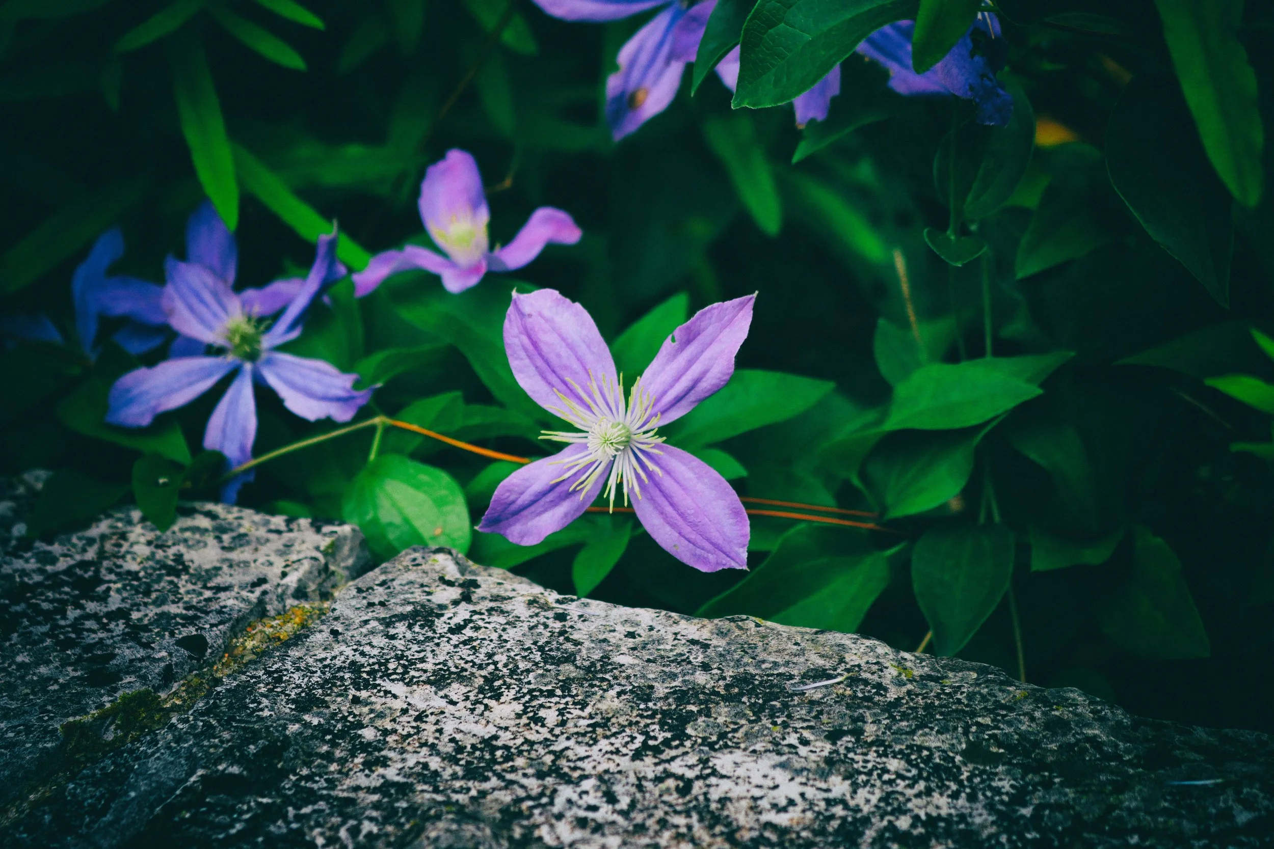 Flowers12.JPG