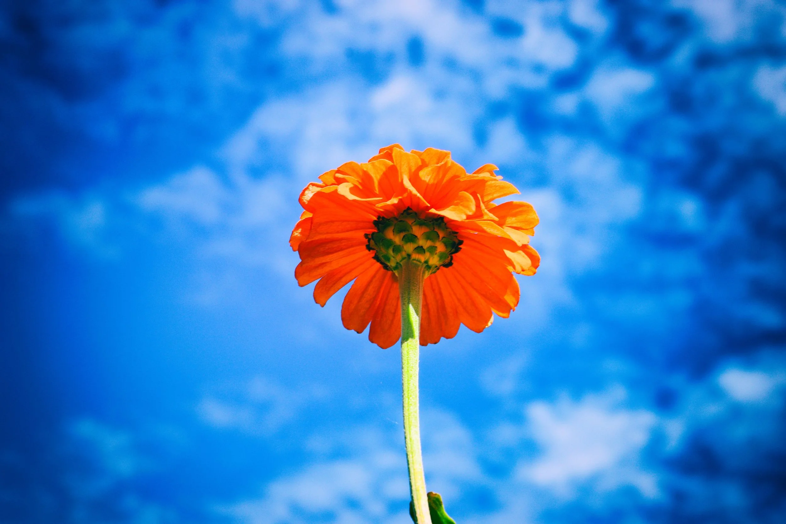 orange flower1.JPG