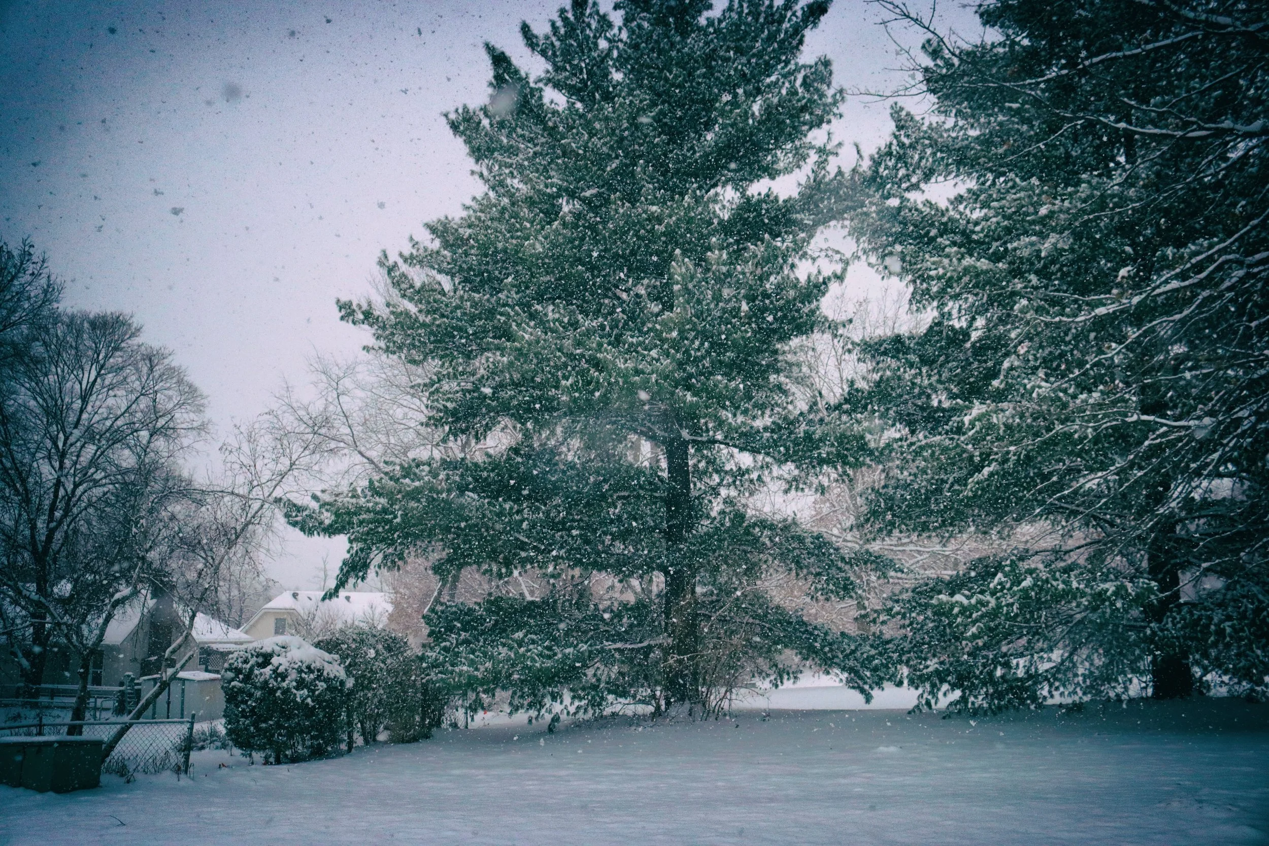 Trees1.JPG