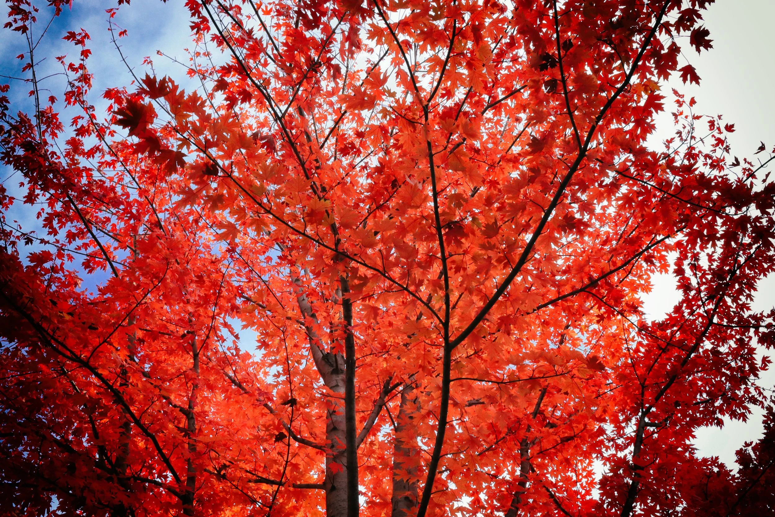 Treetop.JPG