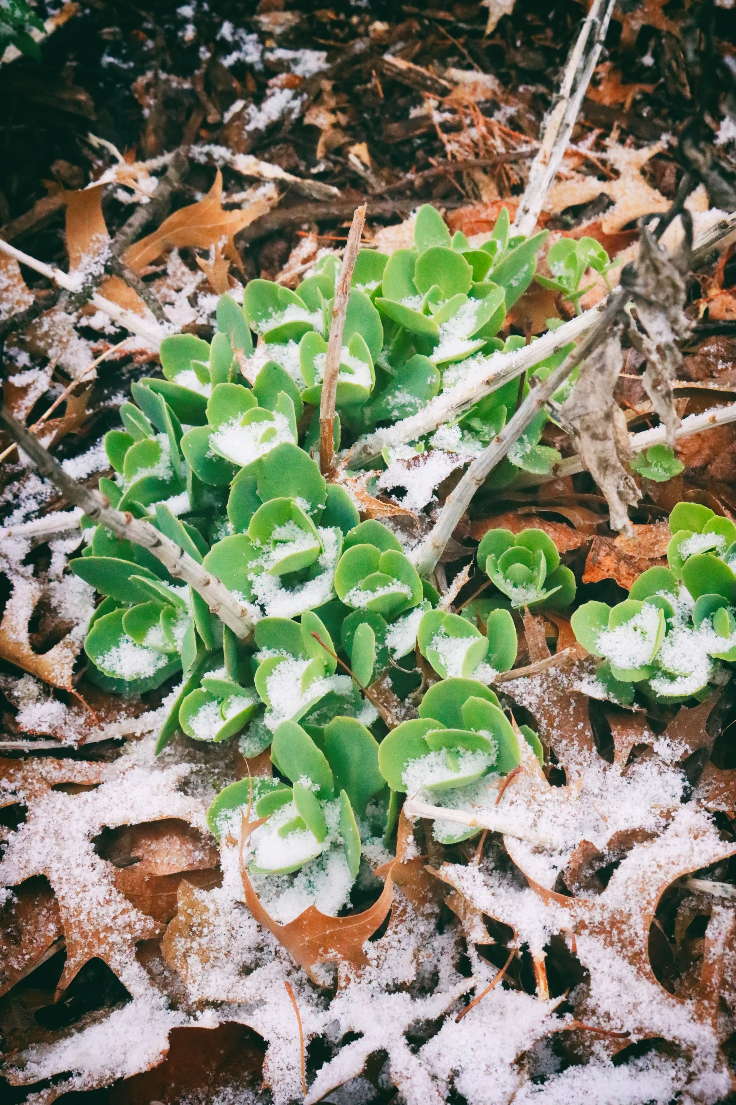 snowPlant.JPG