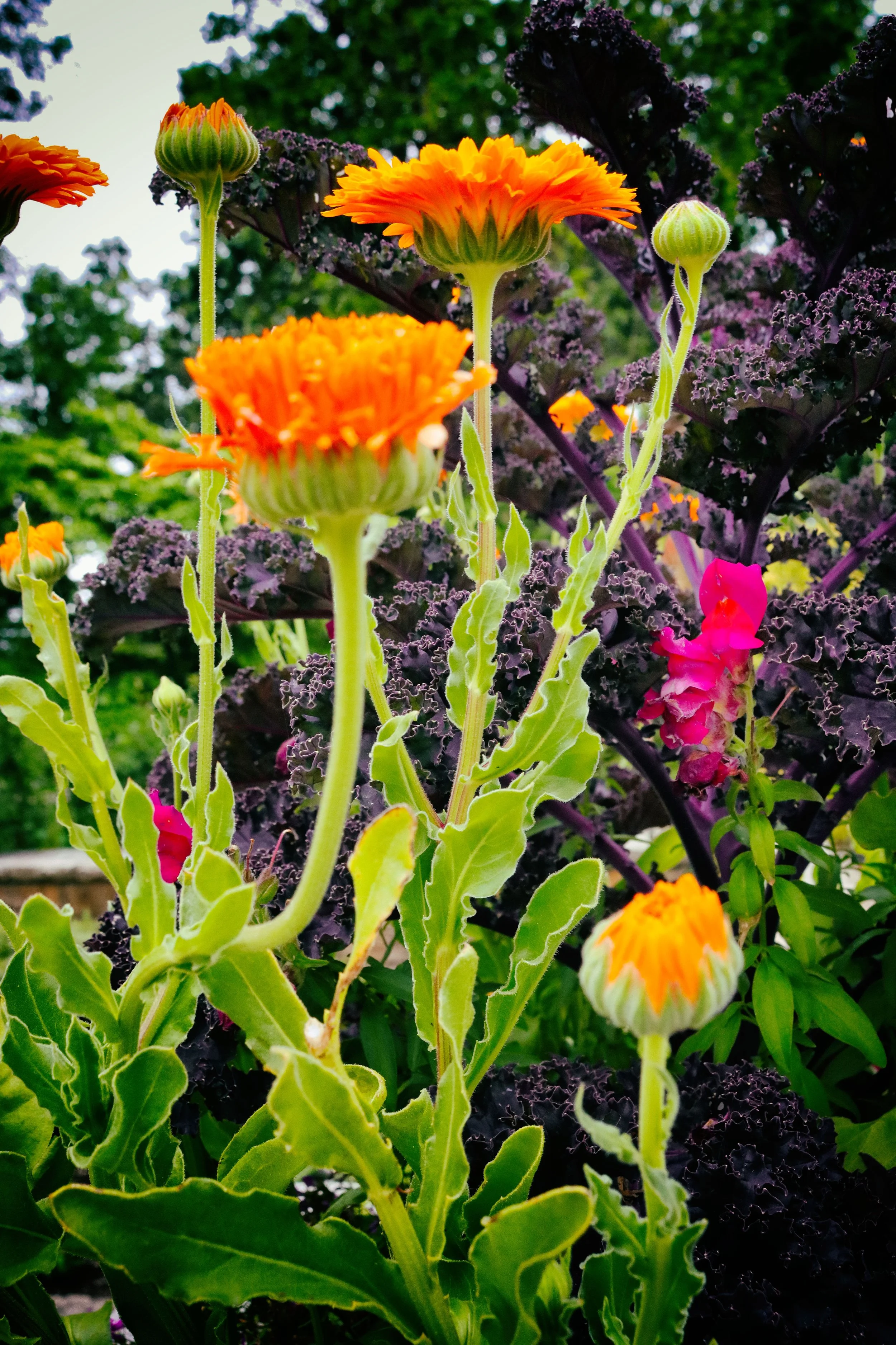 FLowers2.JPG