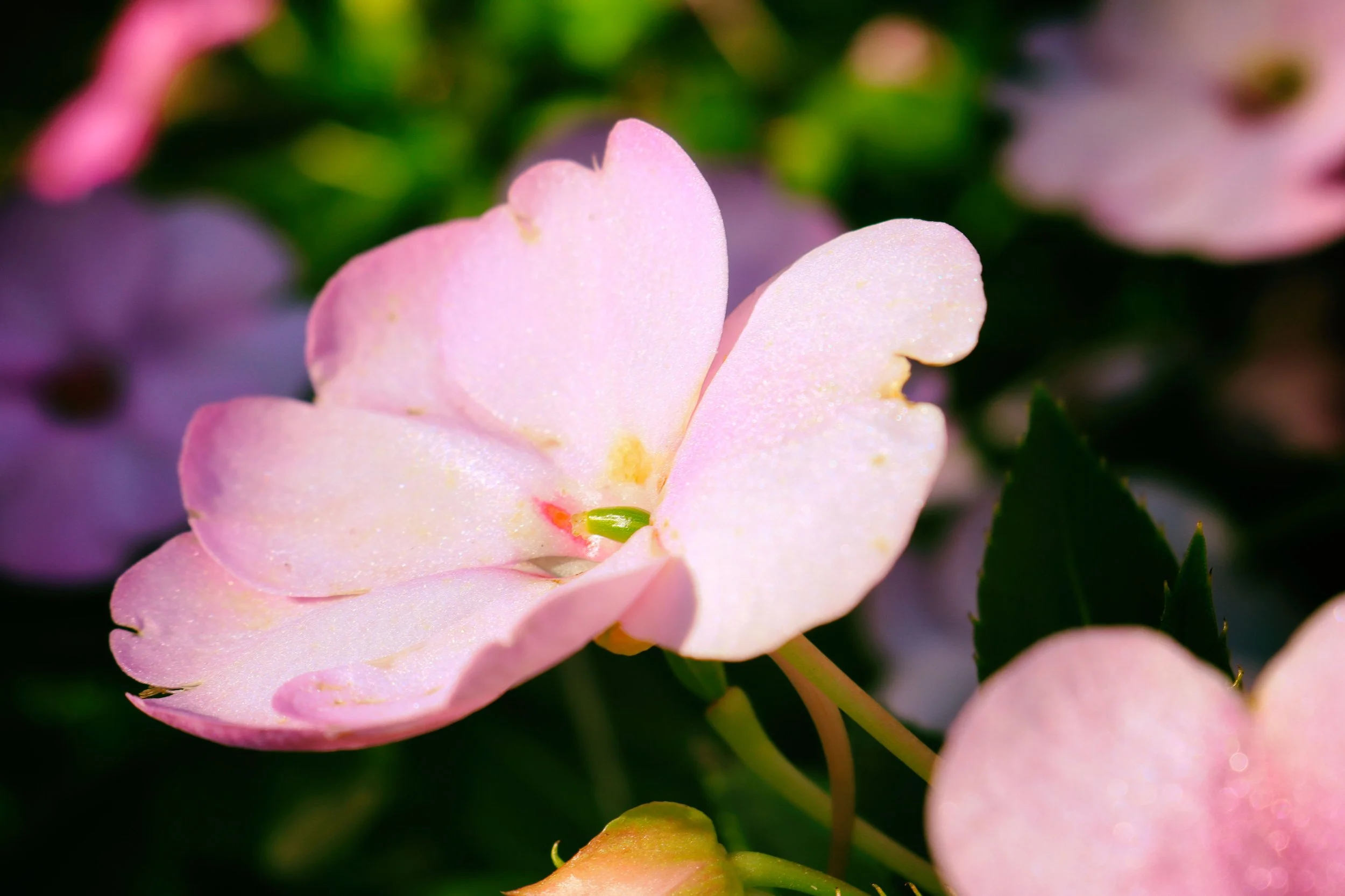 pinkflower2warm.JPG