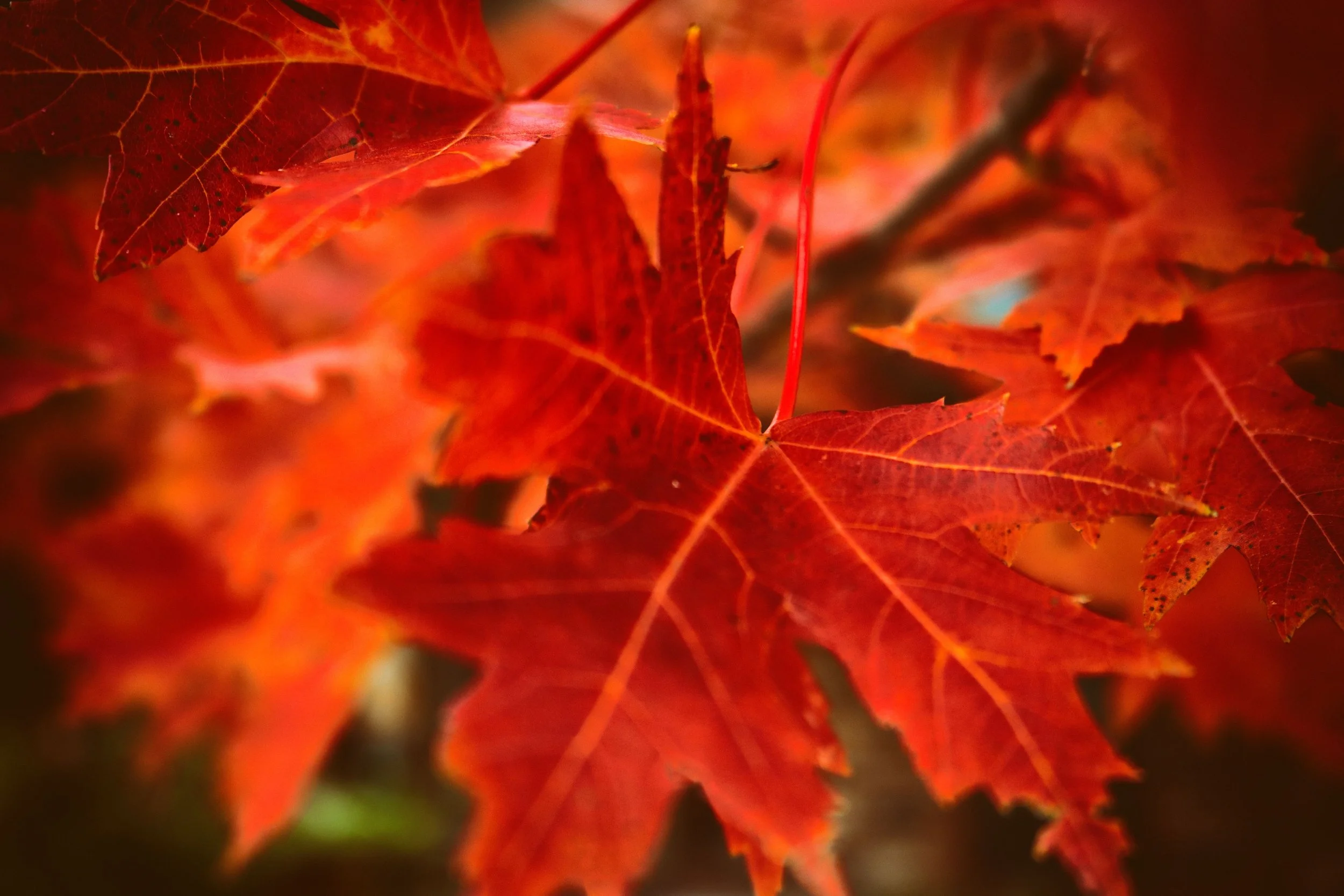 RedLeaf.JPG