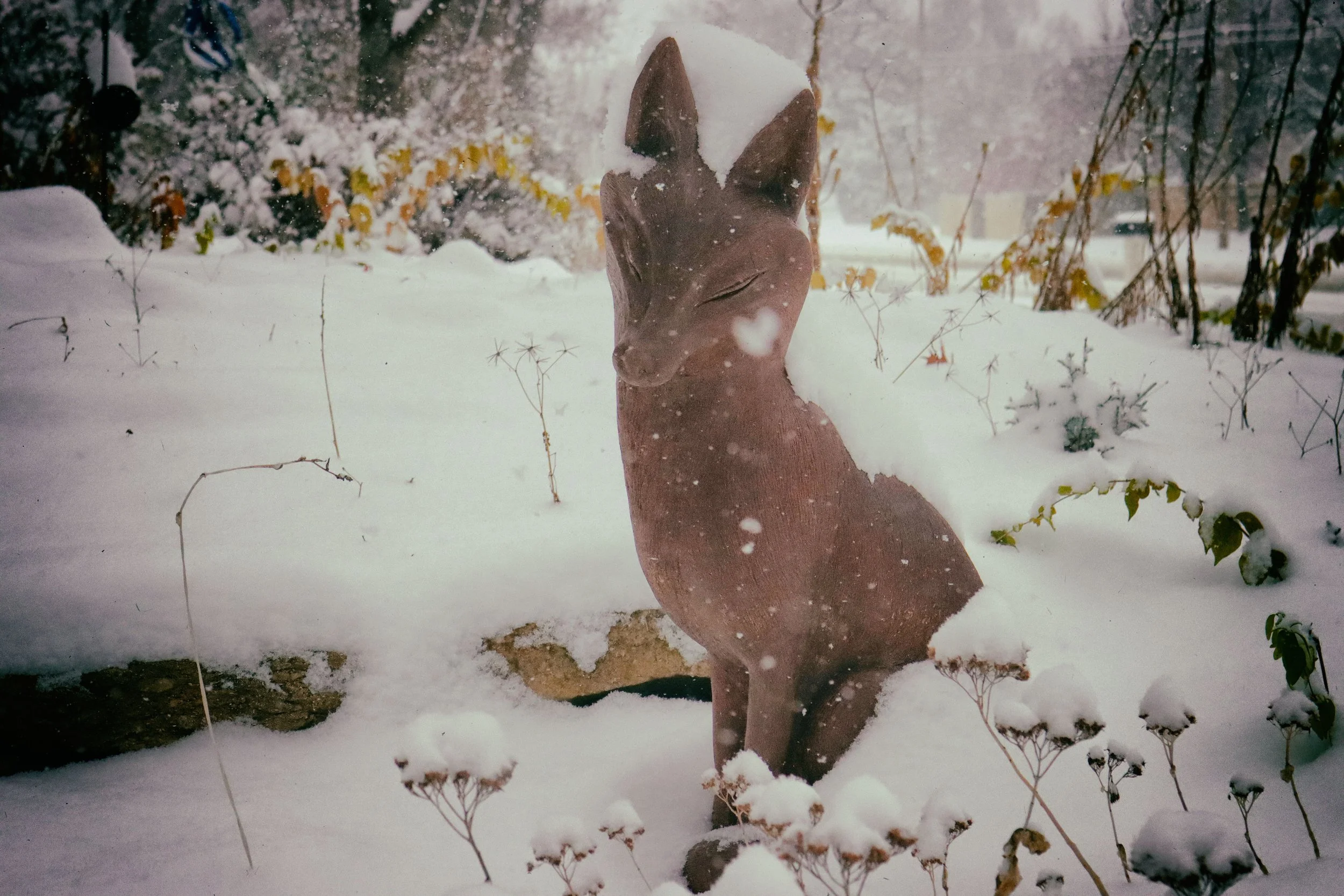 FoxHeart.JPG