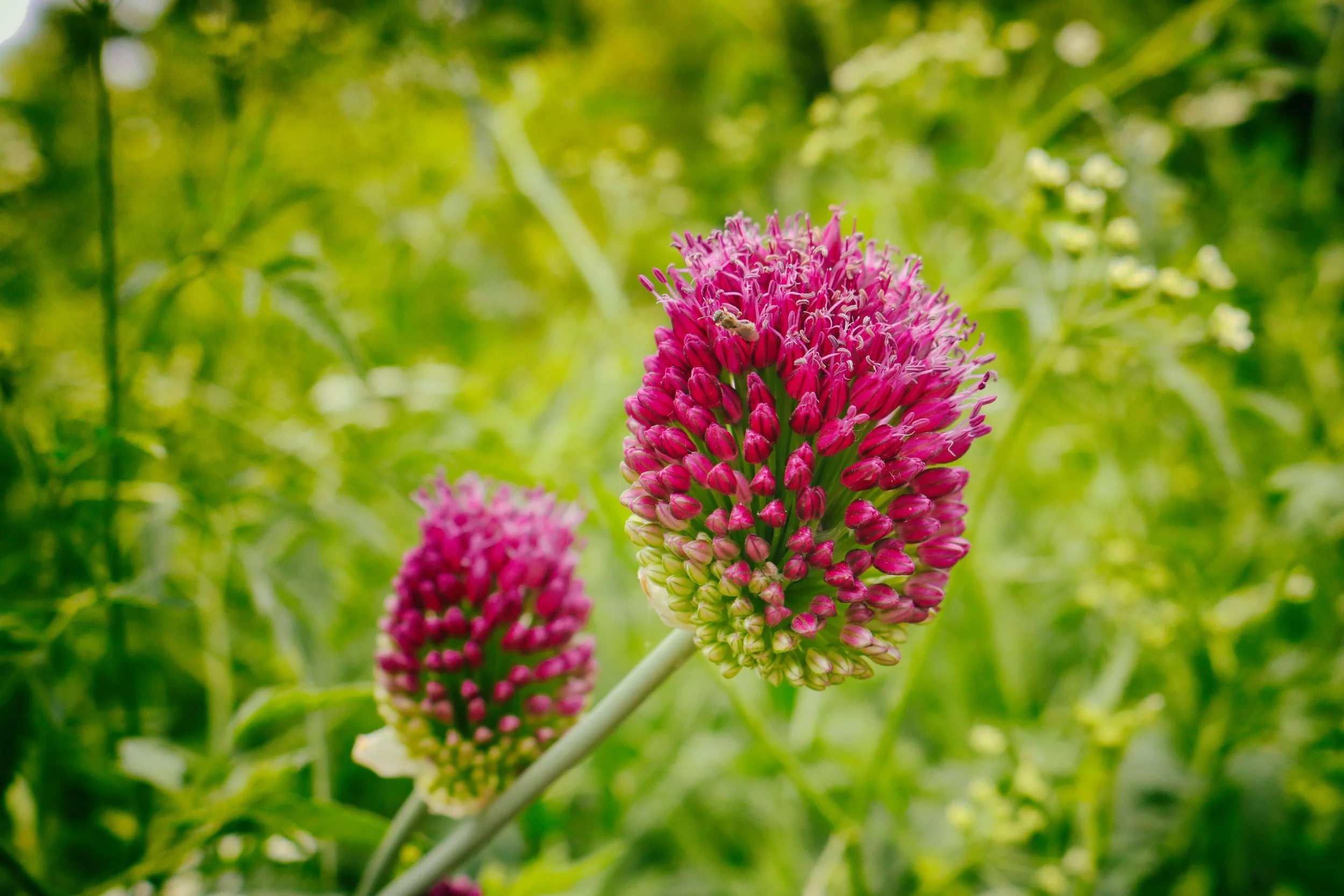 Flowers11.JPG
