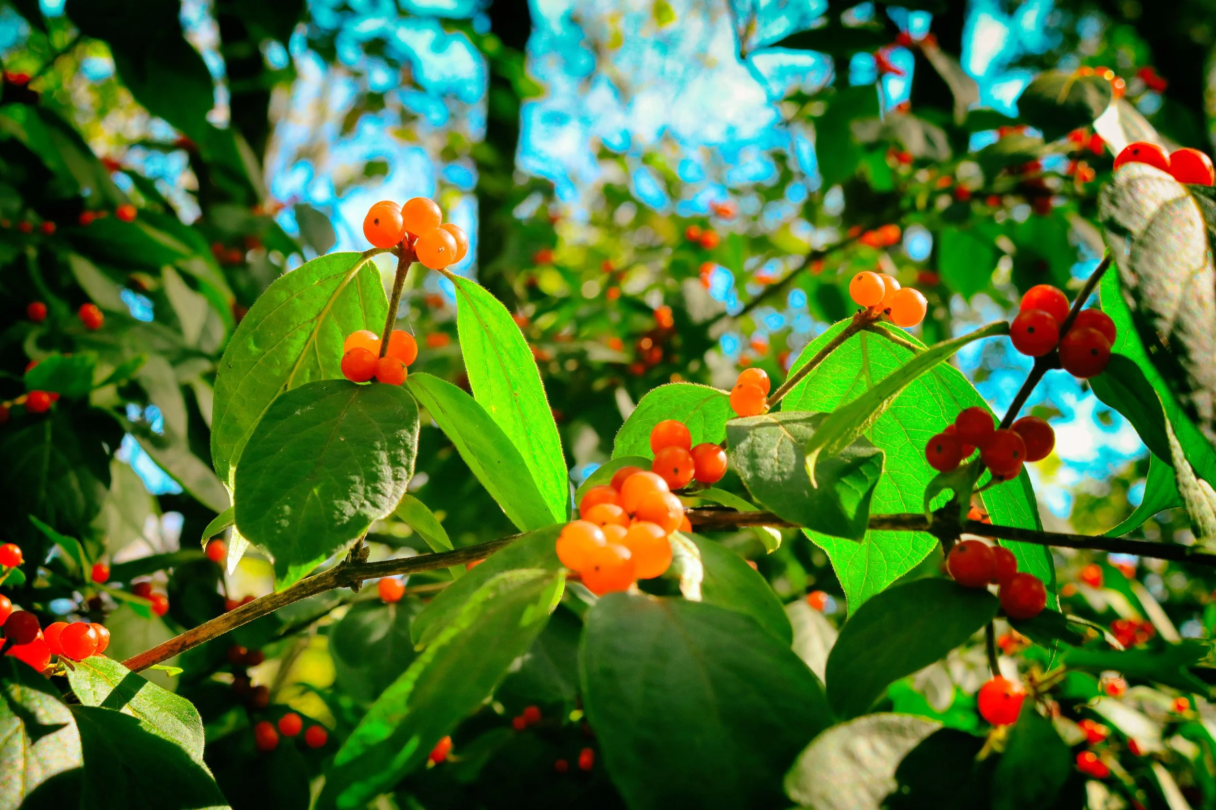 berries1.JPG