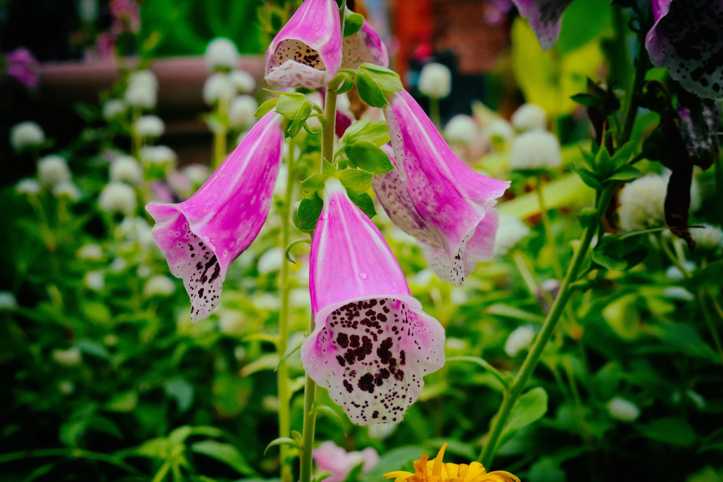 Flowers1-A.JPG
