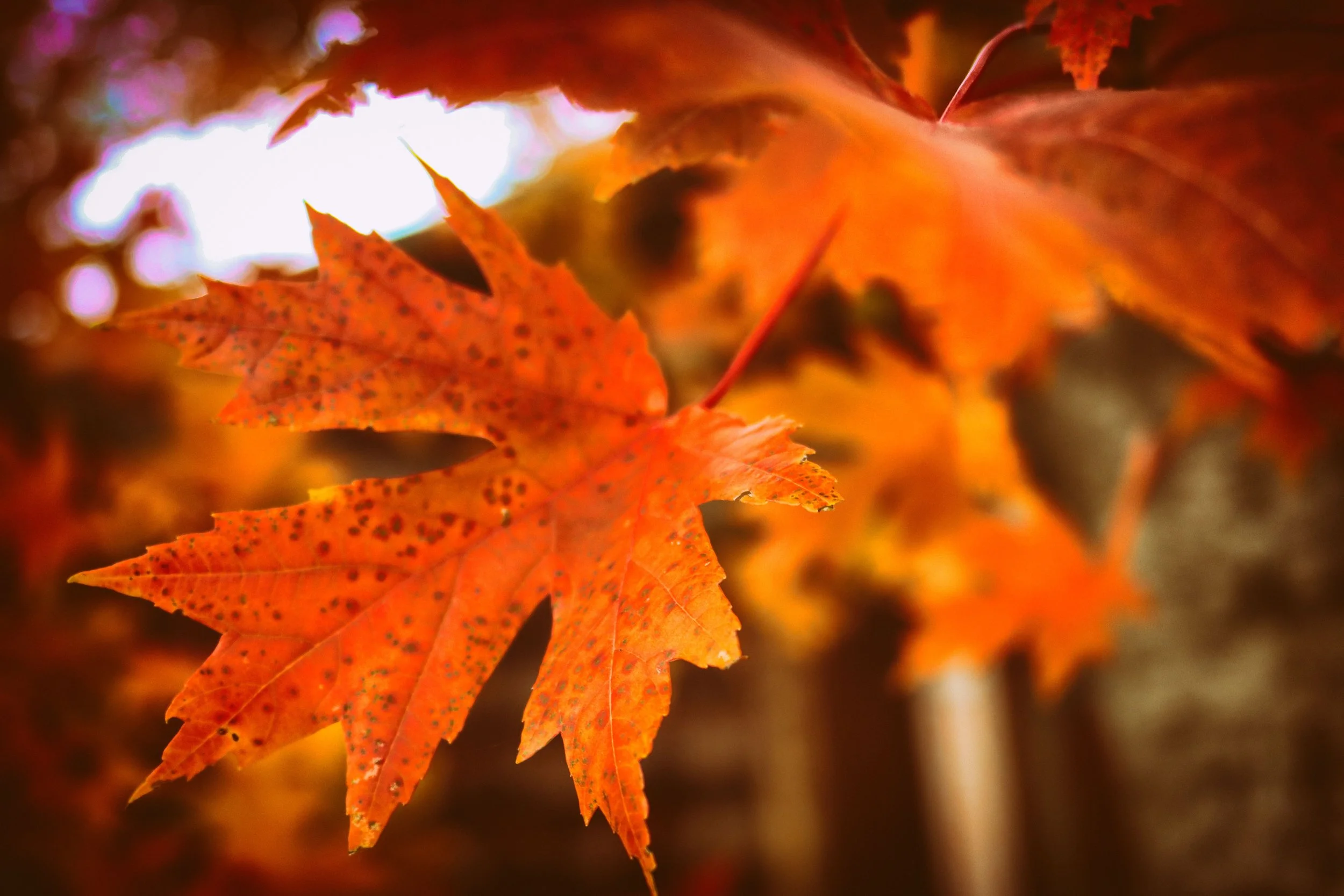 SingleLeaf.JPG