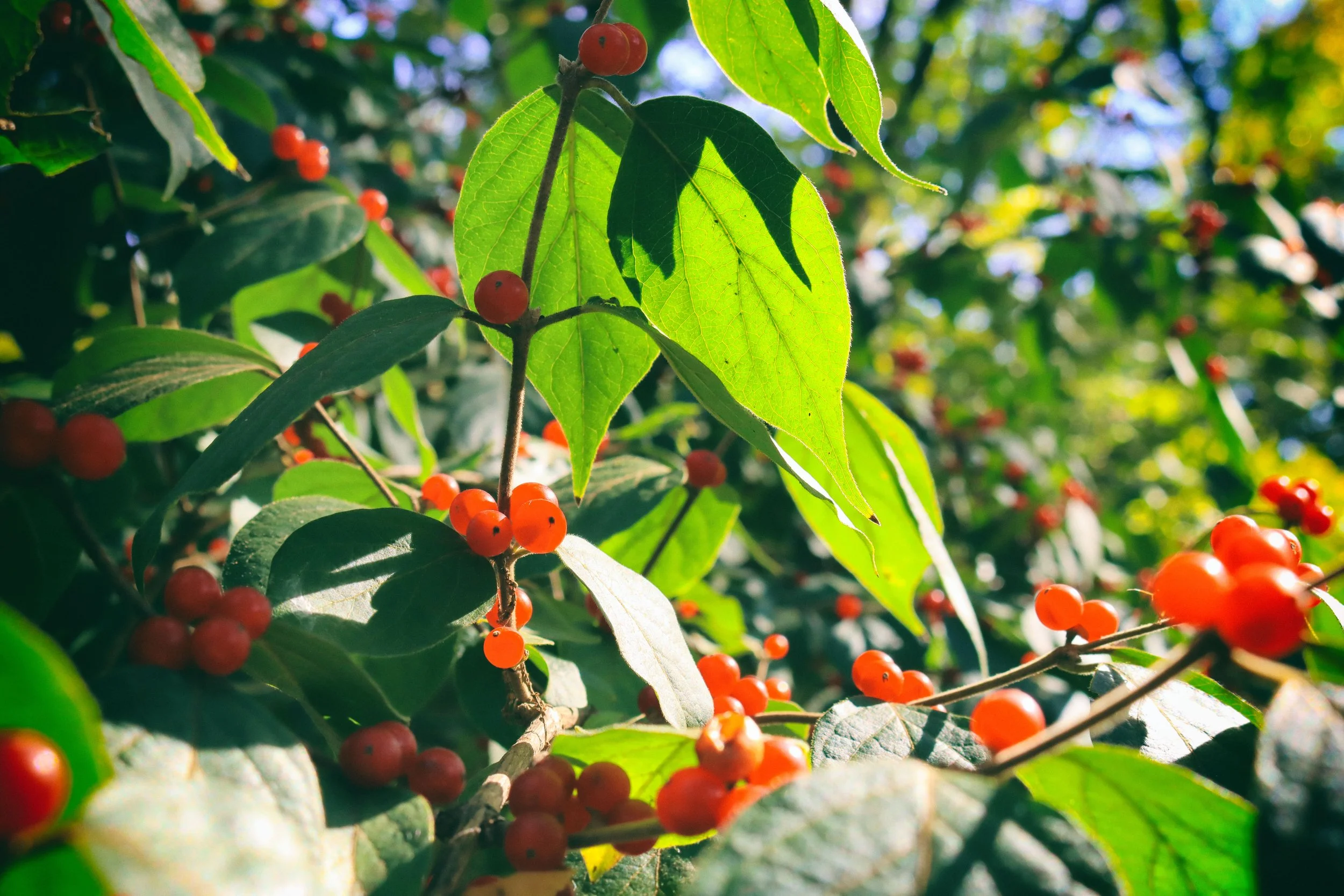 Berries3.JPG
