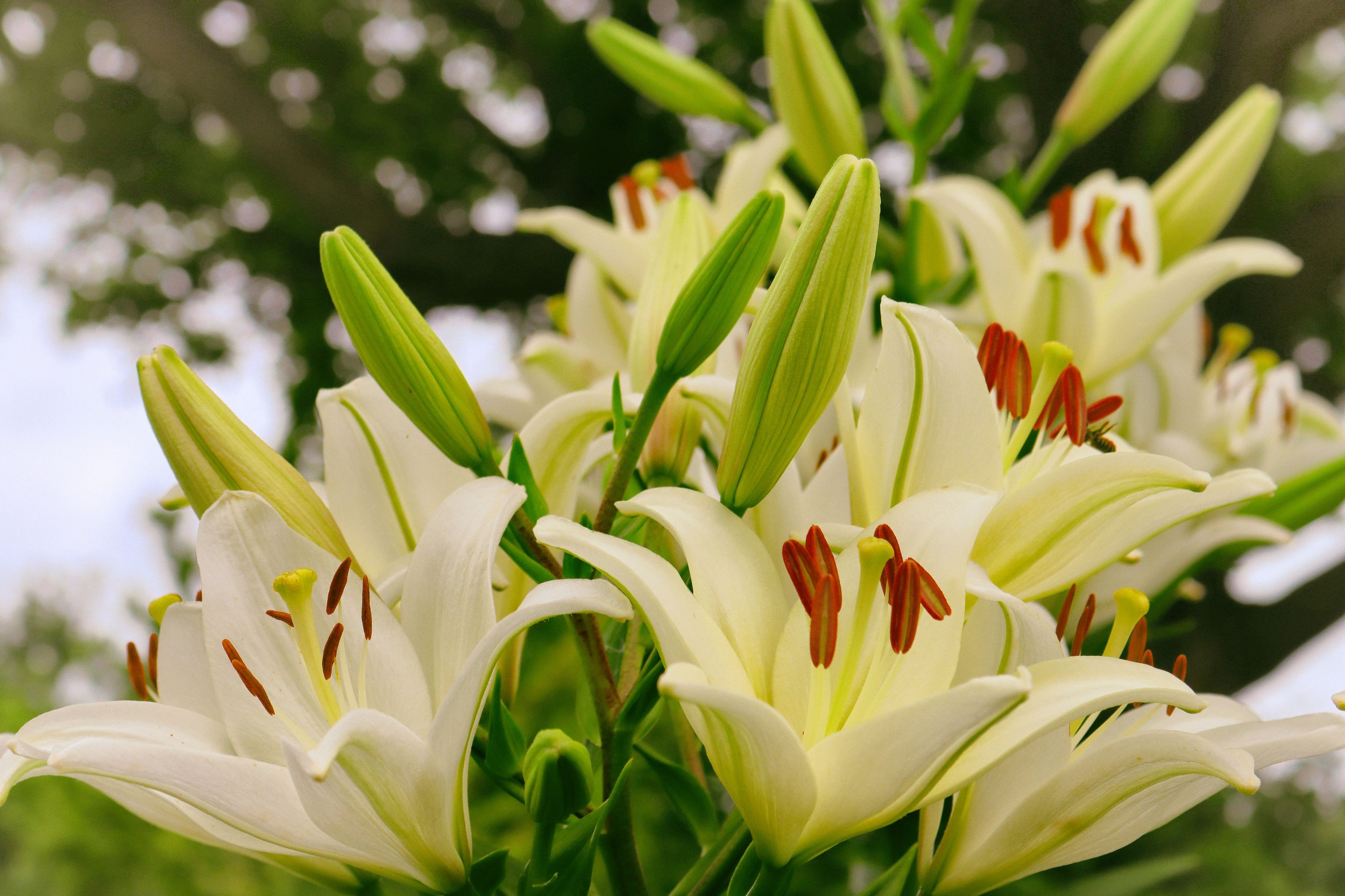 Flowers8-A.JPG