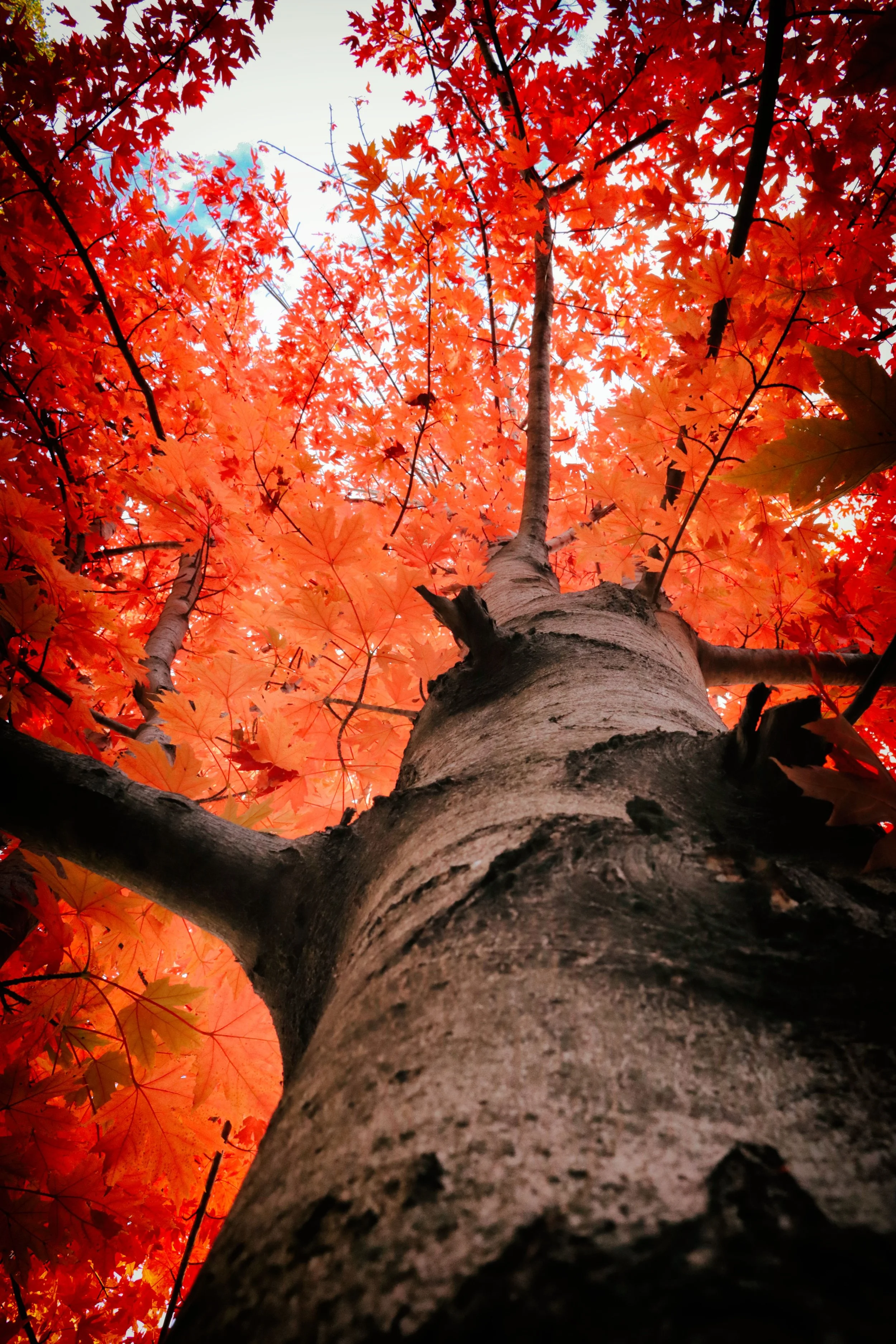 Trunk1.JPG