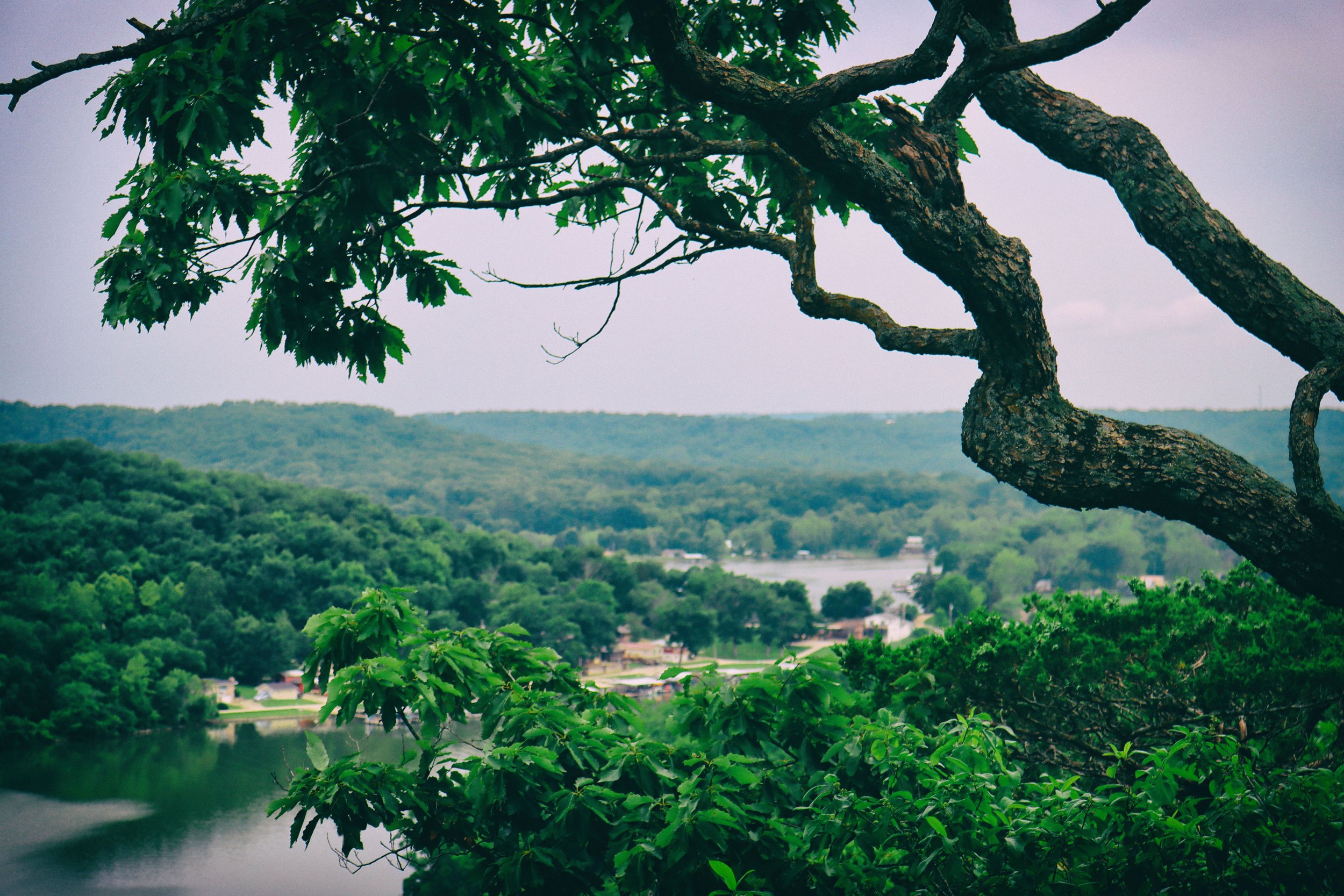rivertreewithblue.JPG