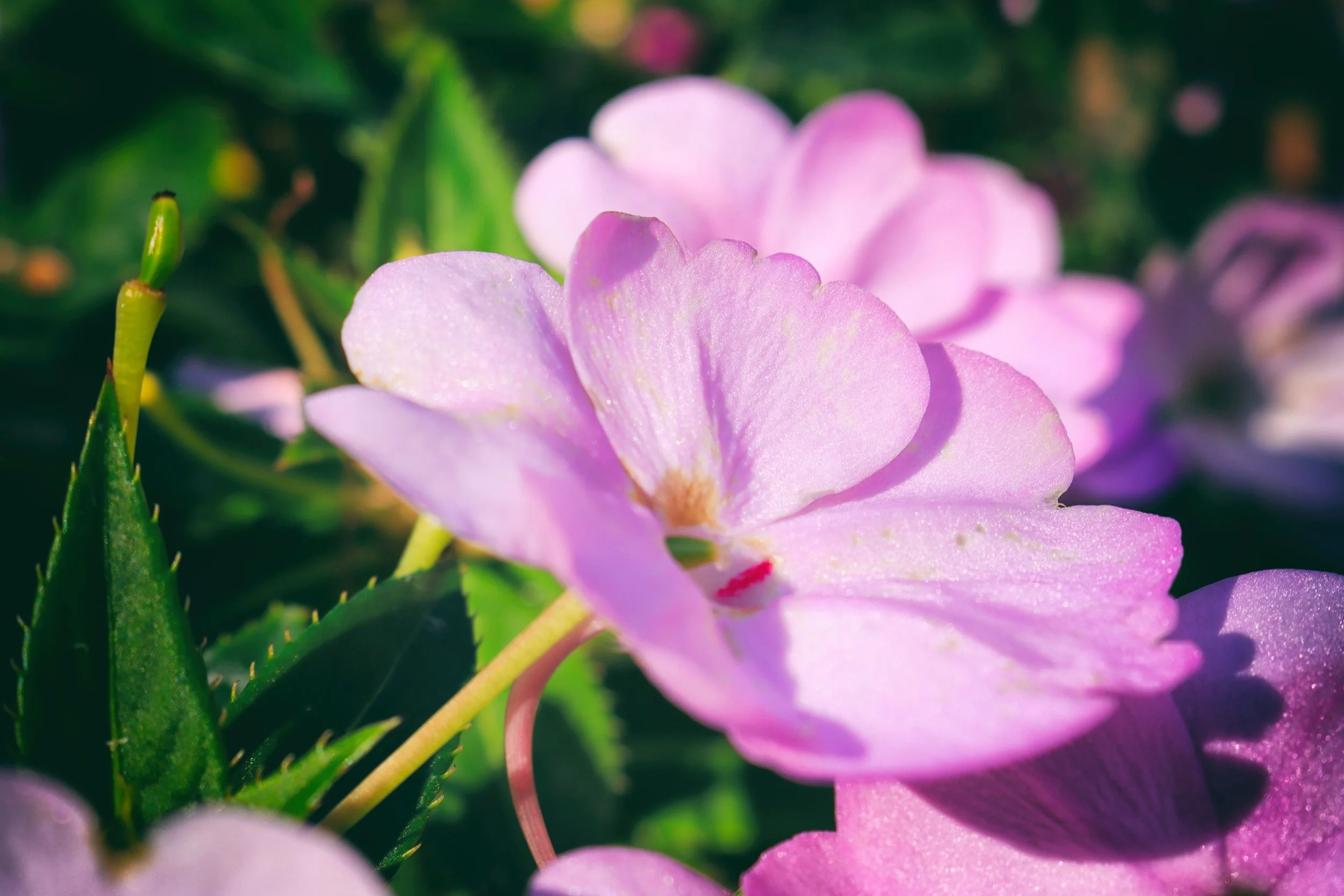 pinkflower1.JPG