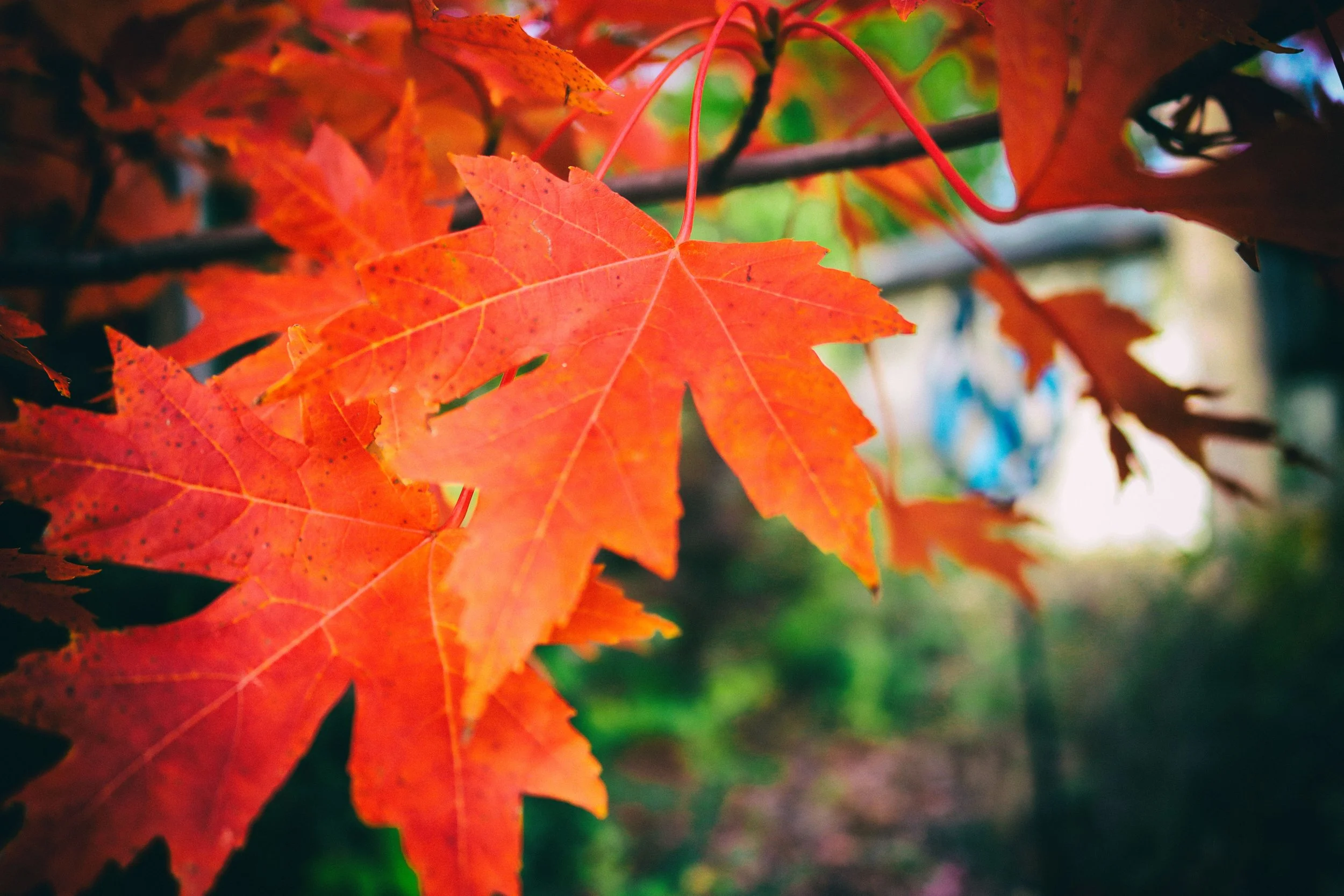 Leaf2.JPG