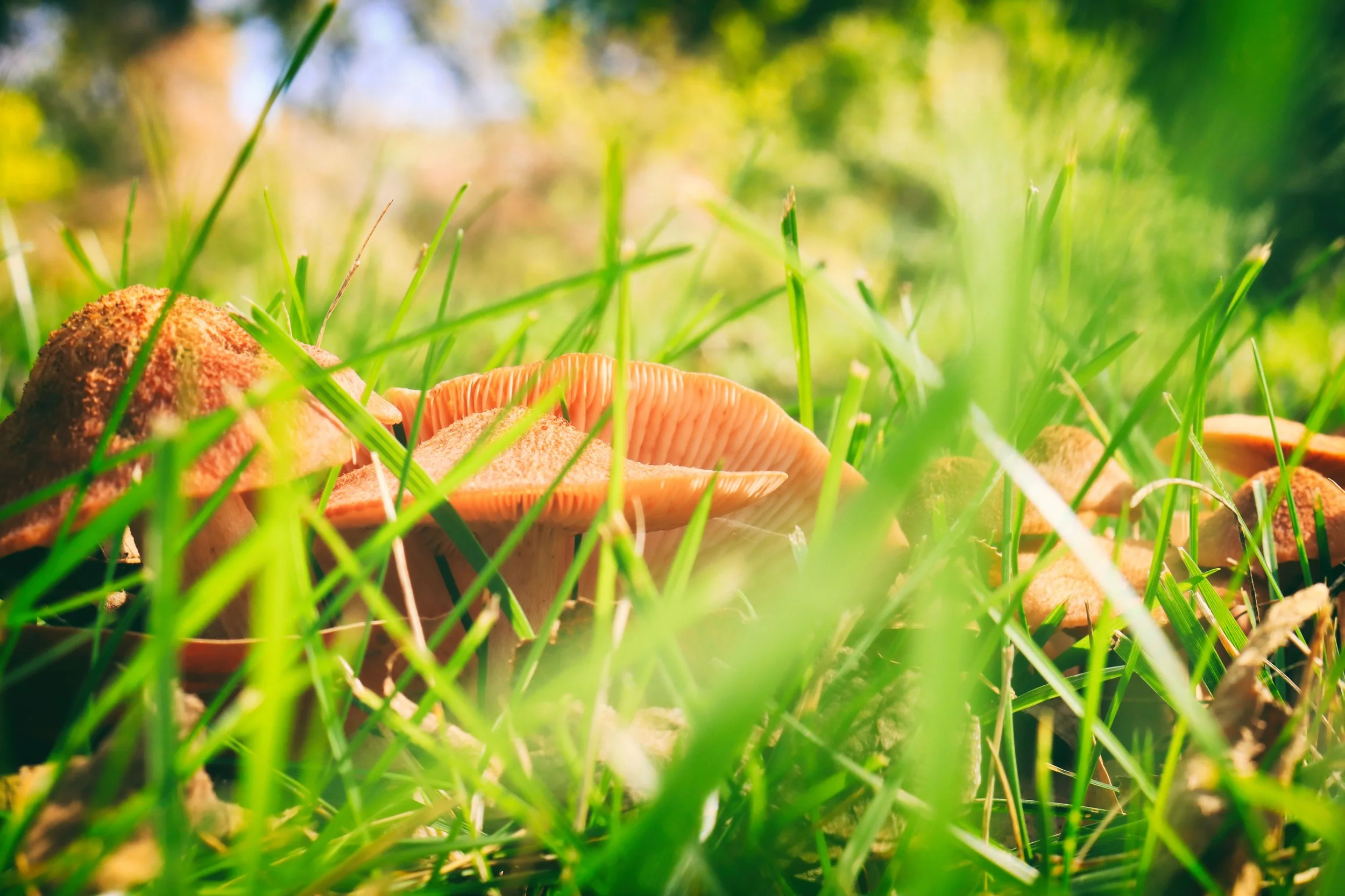 Mushies3bright.JPG