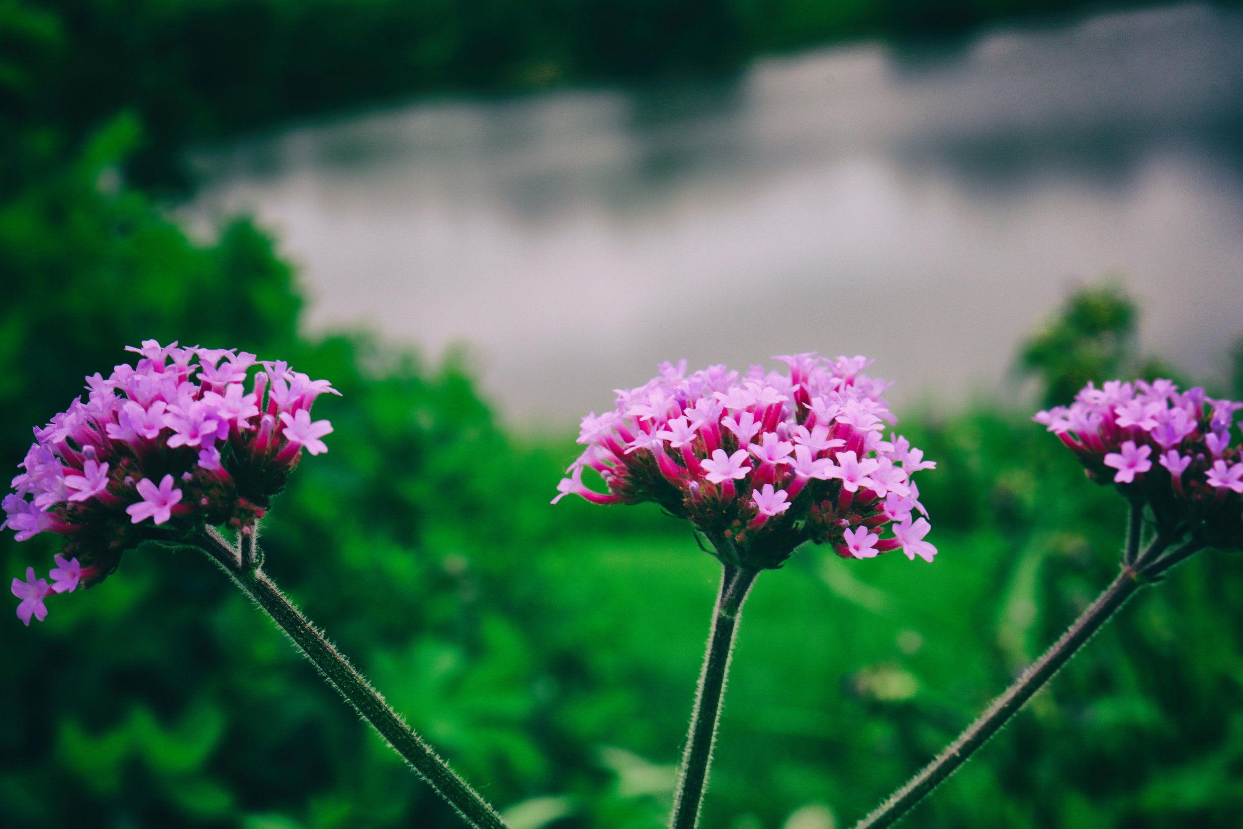 FLowers15-A.JPG
