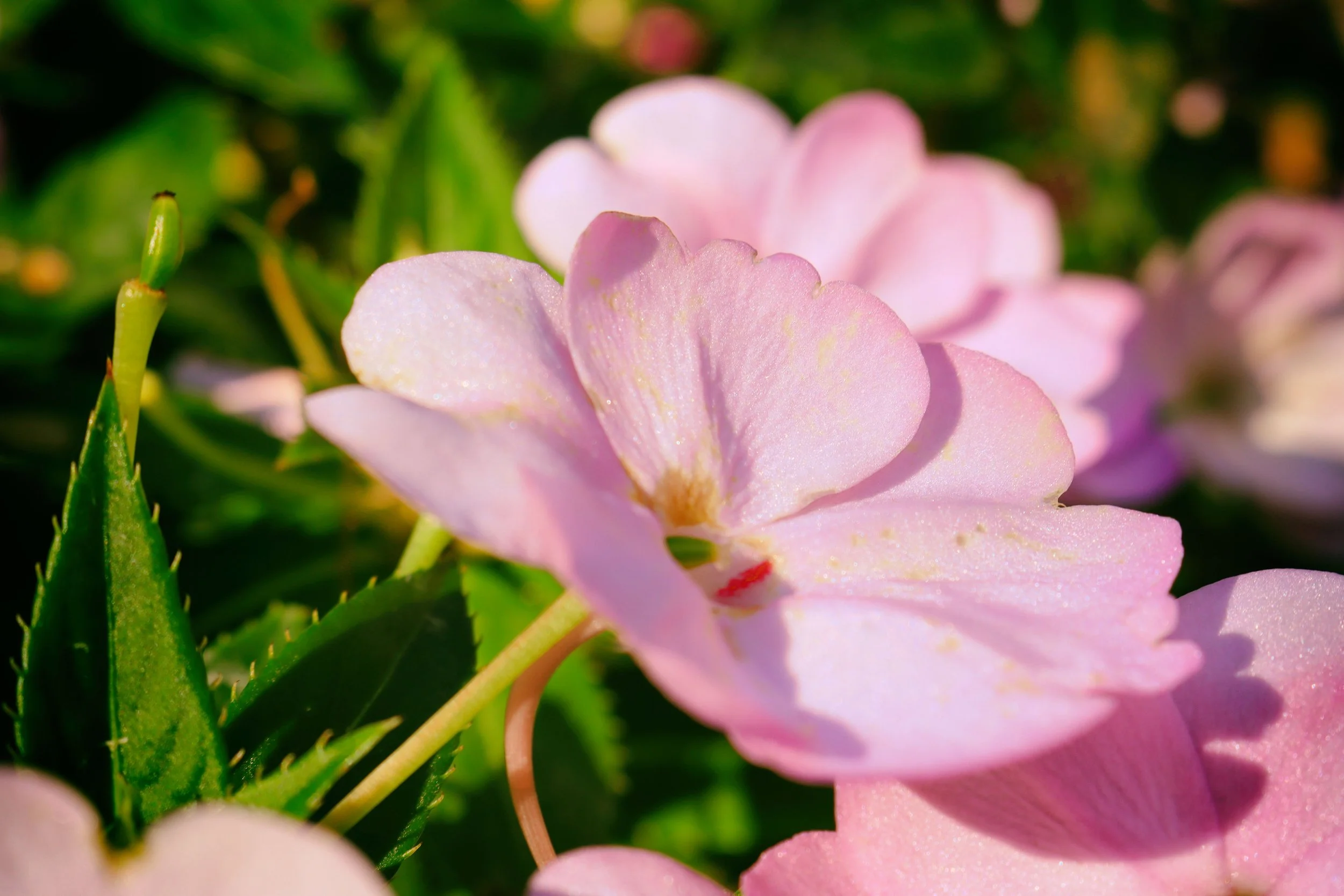 pinkflowerwarm.JPG