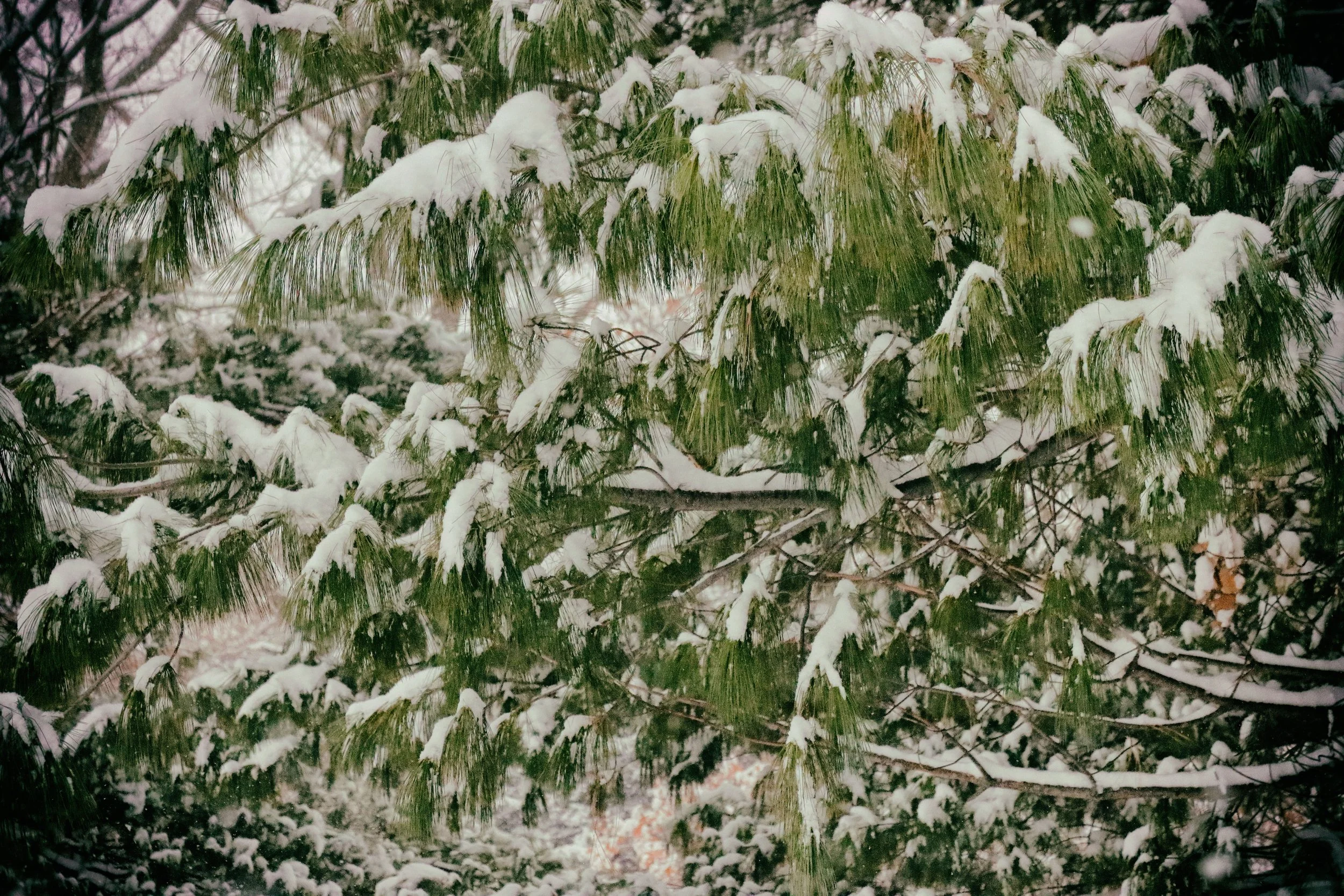 SnowyBranches1.JPG