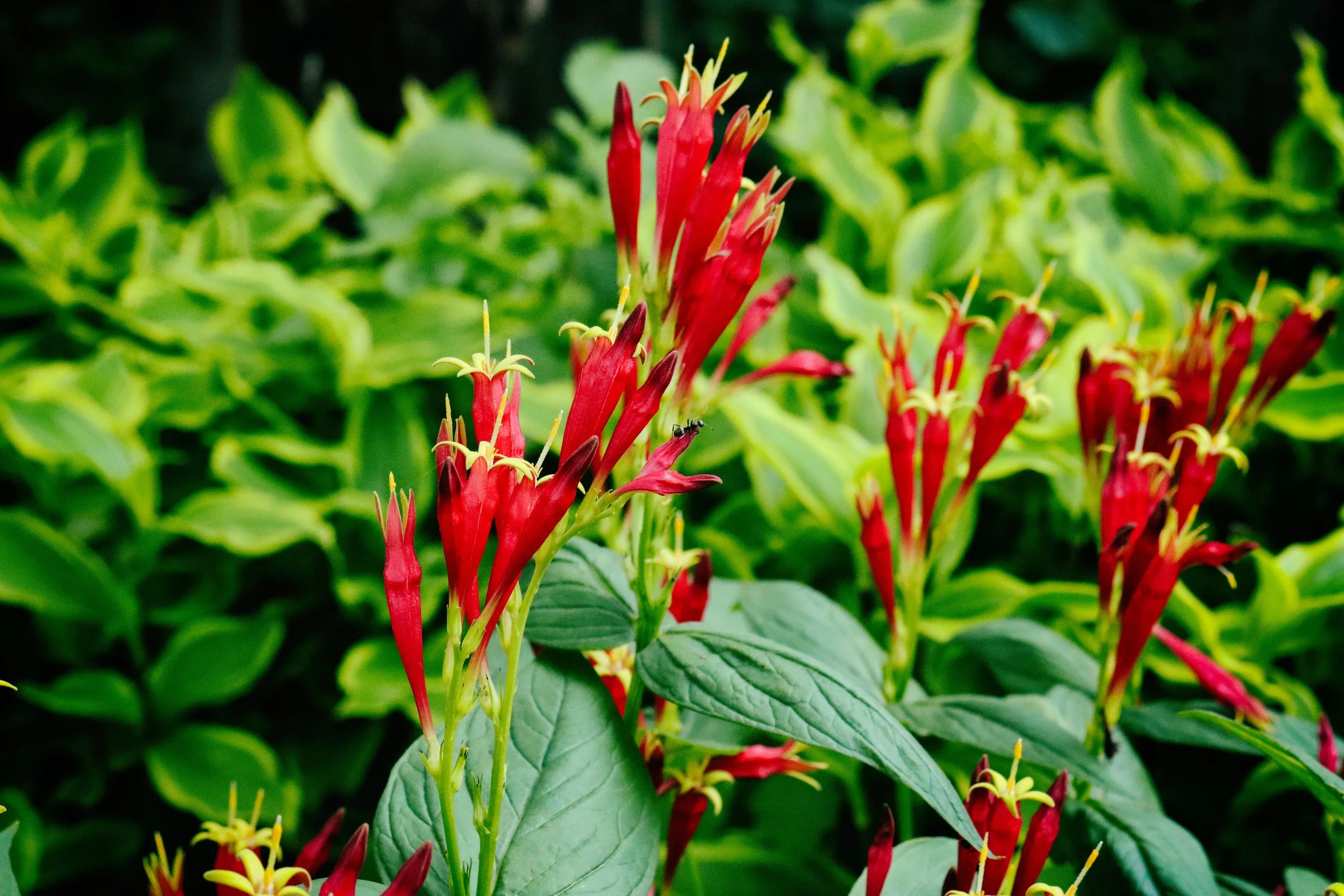 Flowers3-A.JPG