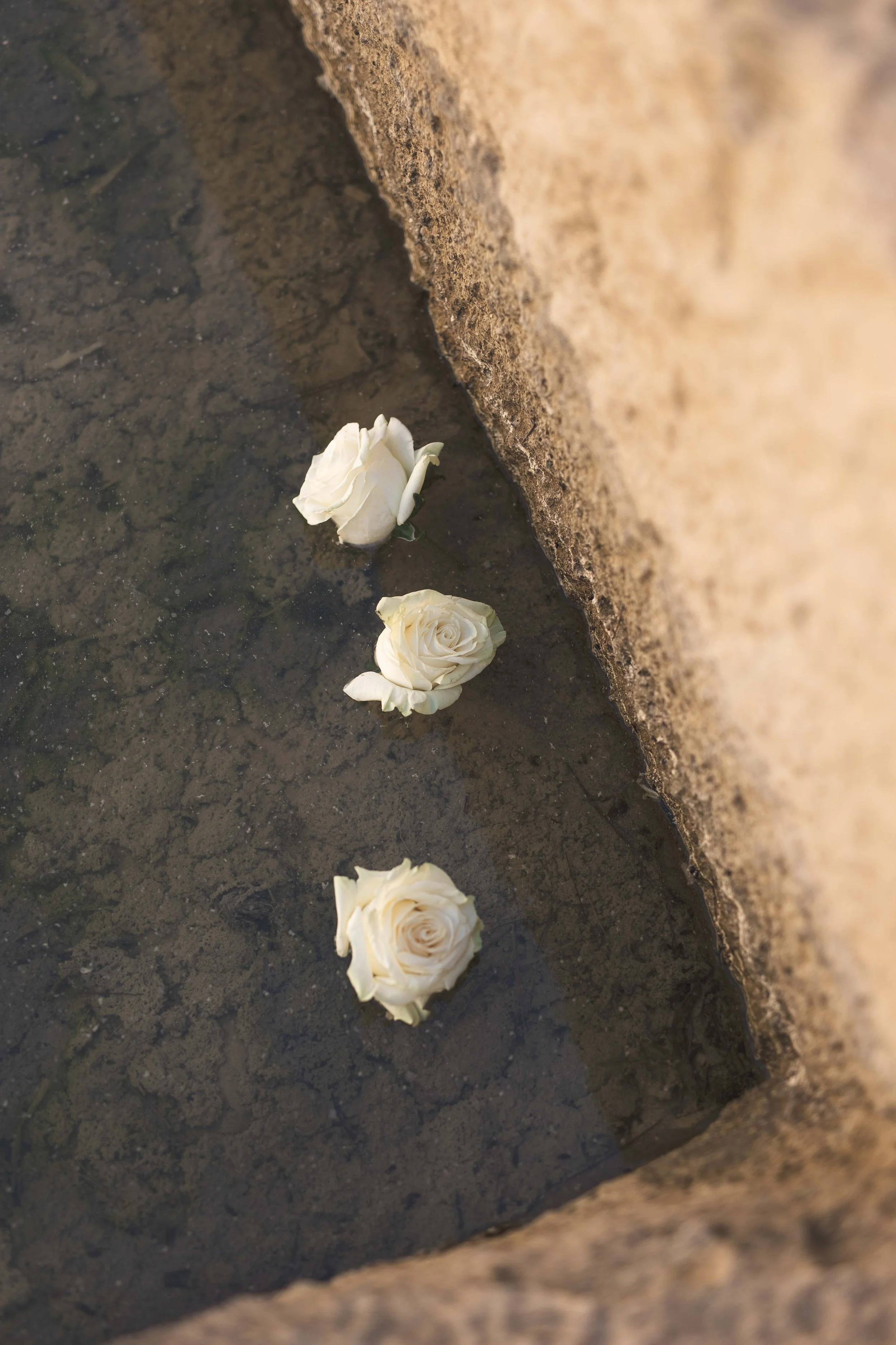 Three white roses submerged in water alongside a large stone wall.