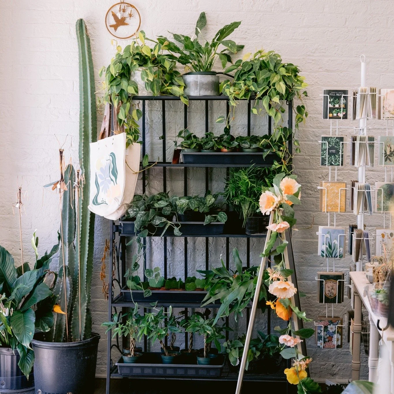 I love the way the sun comes into the shop and hits all the textures. 
This big boy cactus is still available.  50% off today and tomorrow. Stop by and refresh your plant collection.