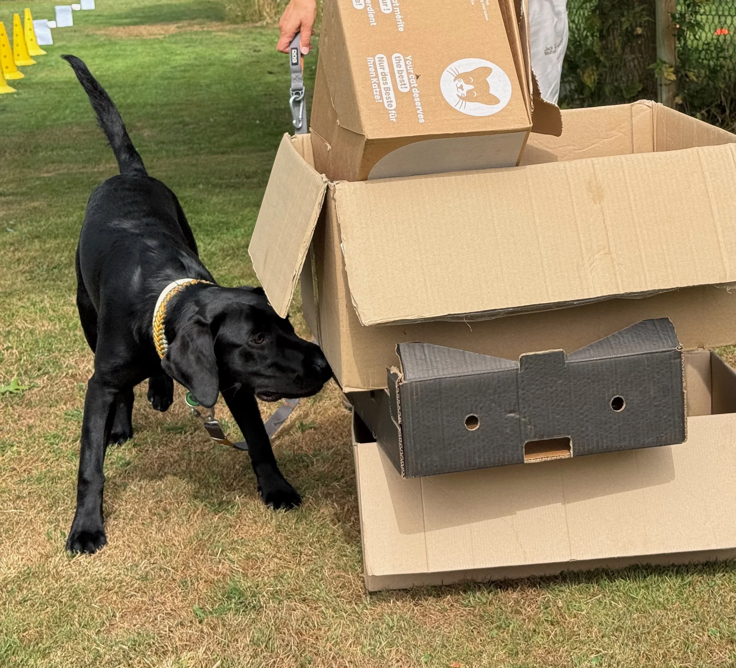 lab Reba IMG_9527 (1).jpeg