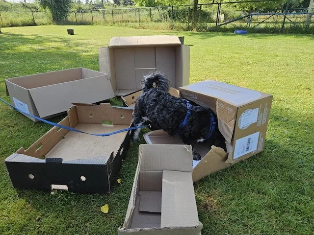 cardboardchaos pup.jpeg