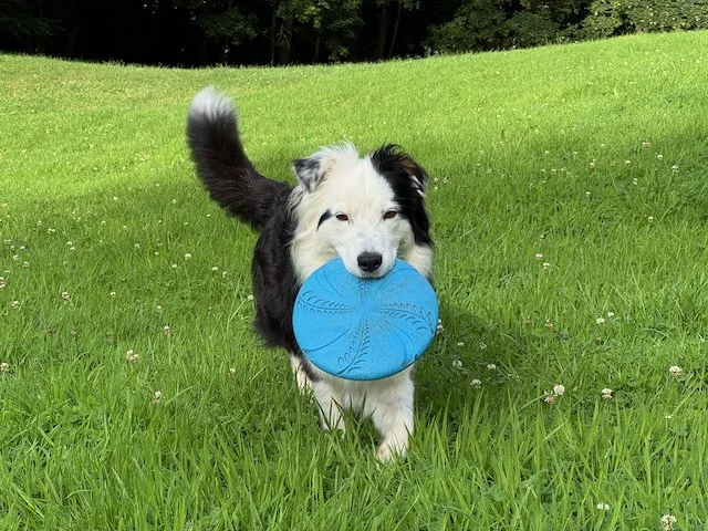 frisbee.jpeg