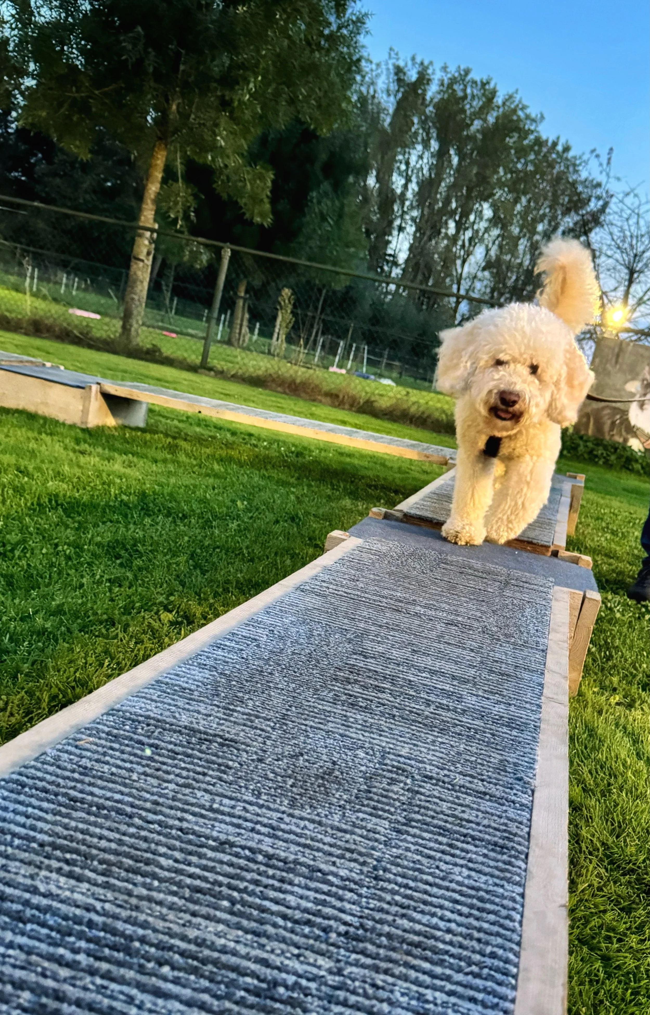 witte hond IMG_9800.jpeg