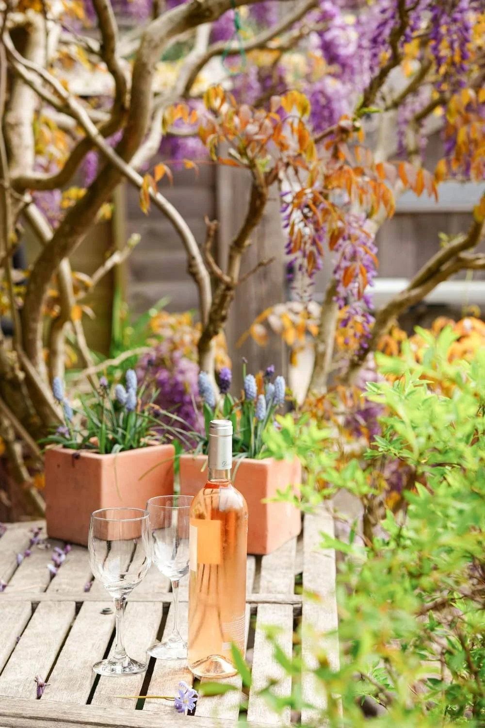 Evenings on the terrace, wisteria and all.
