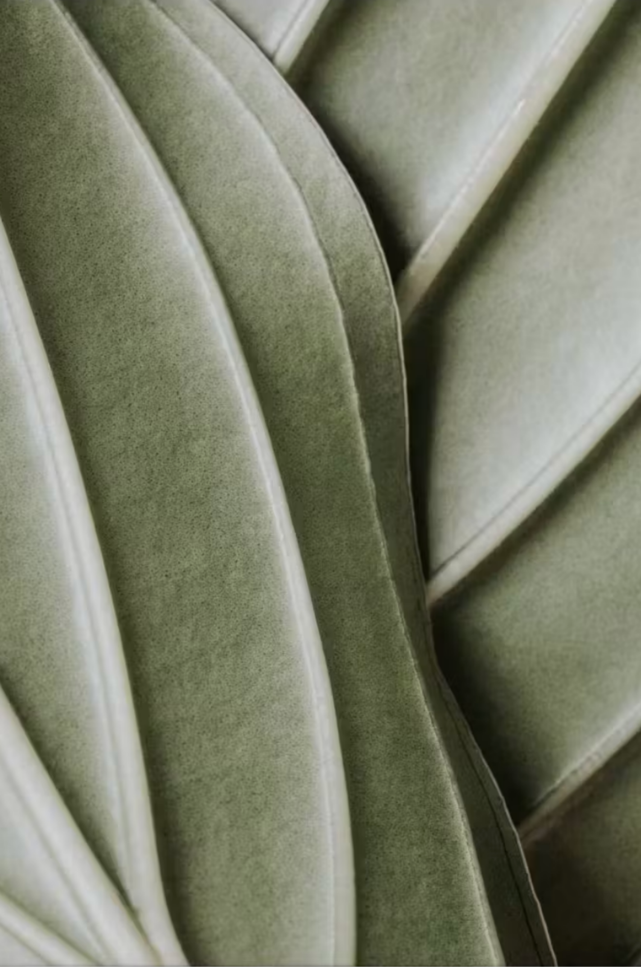 Close-up of green aloe vera leaves with thick, fleshy texture and pointed tips.