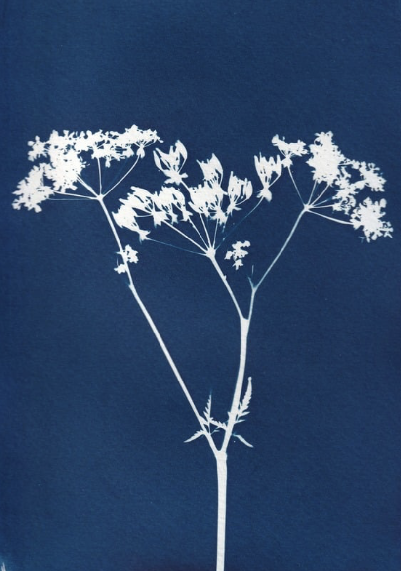 Cyanotype print making