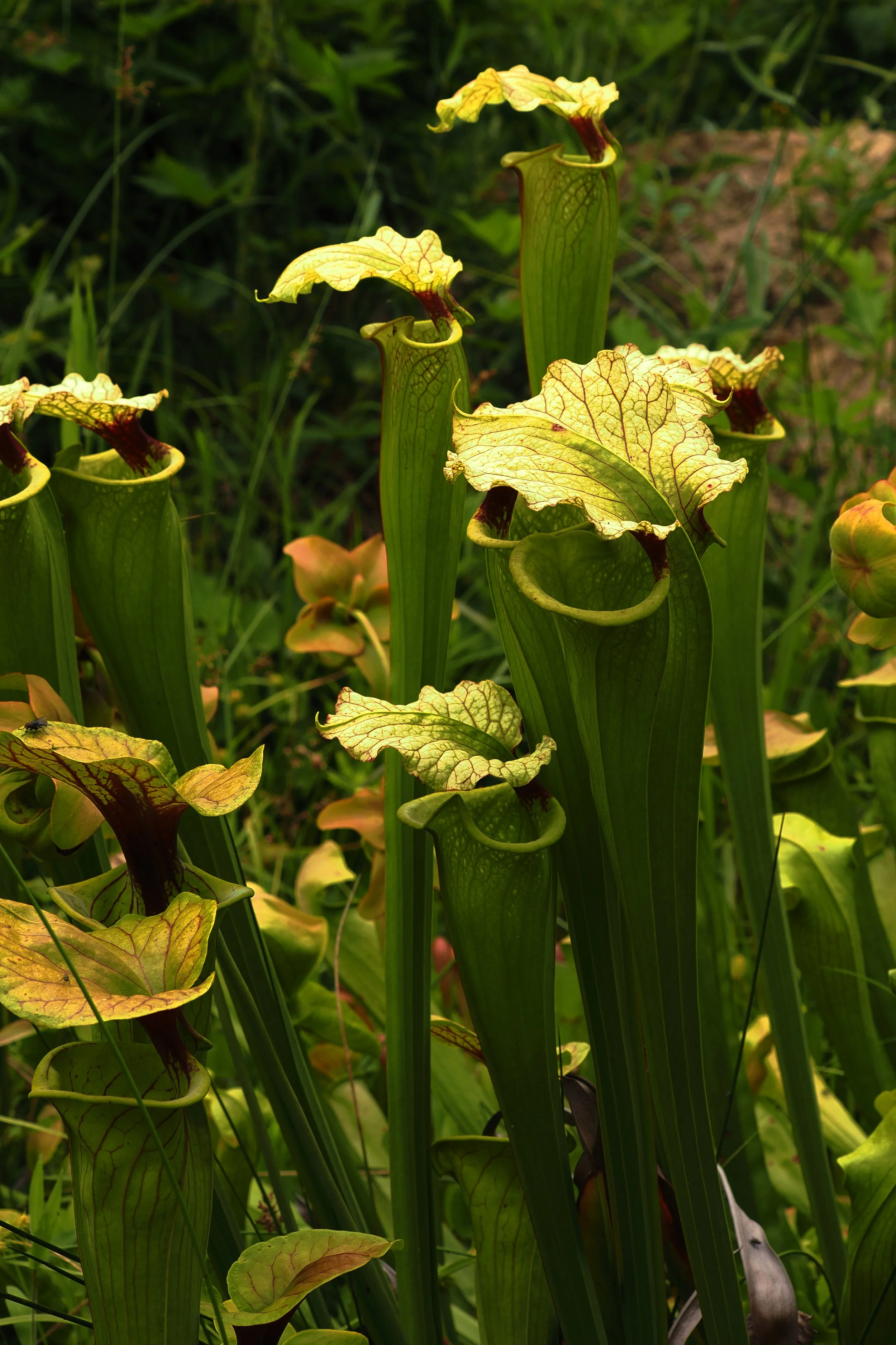 pitcher plants photo