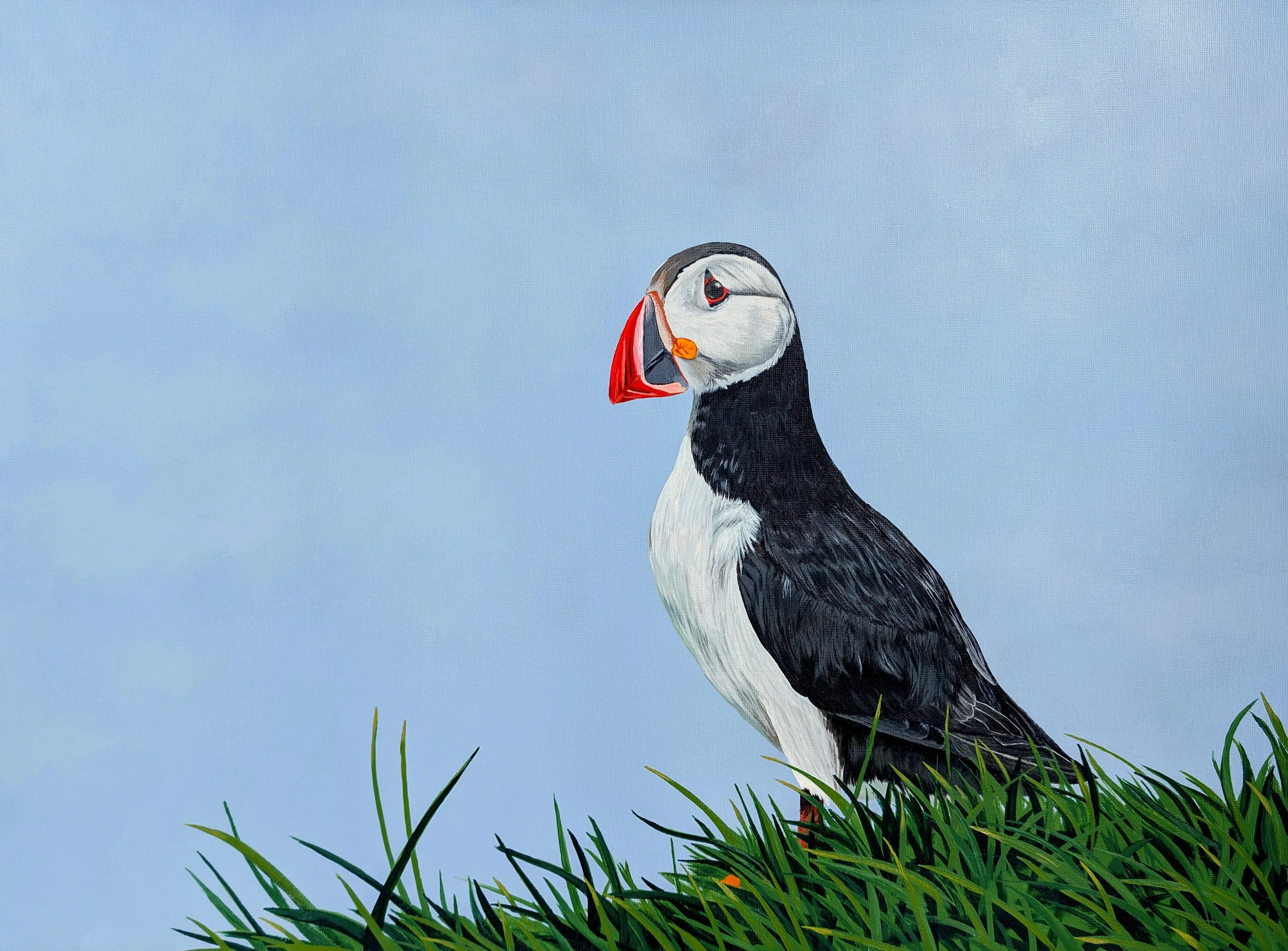 cliffside puffin