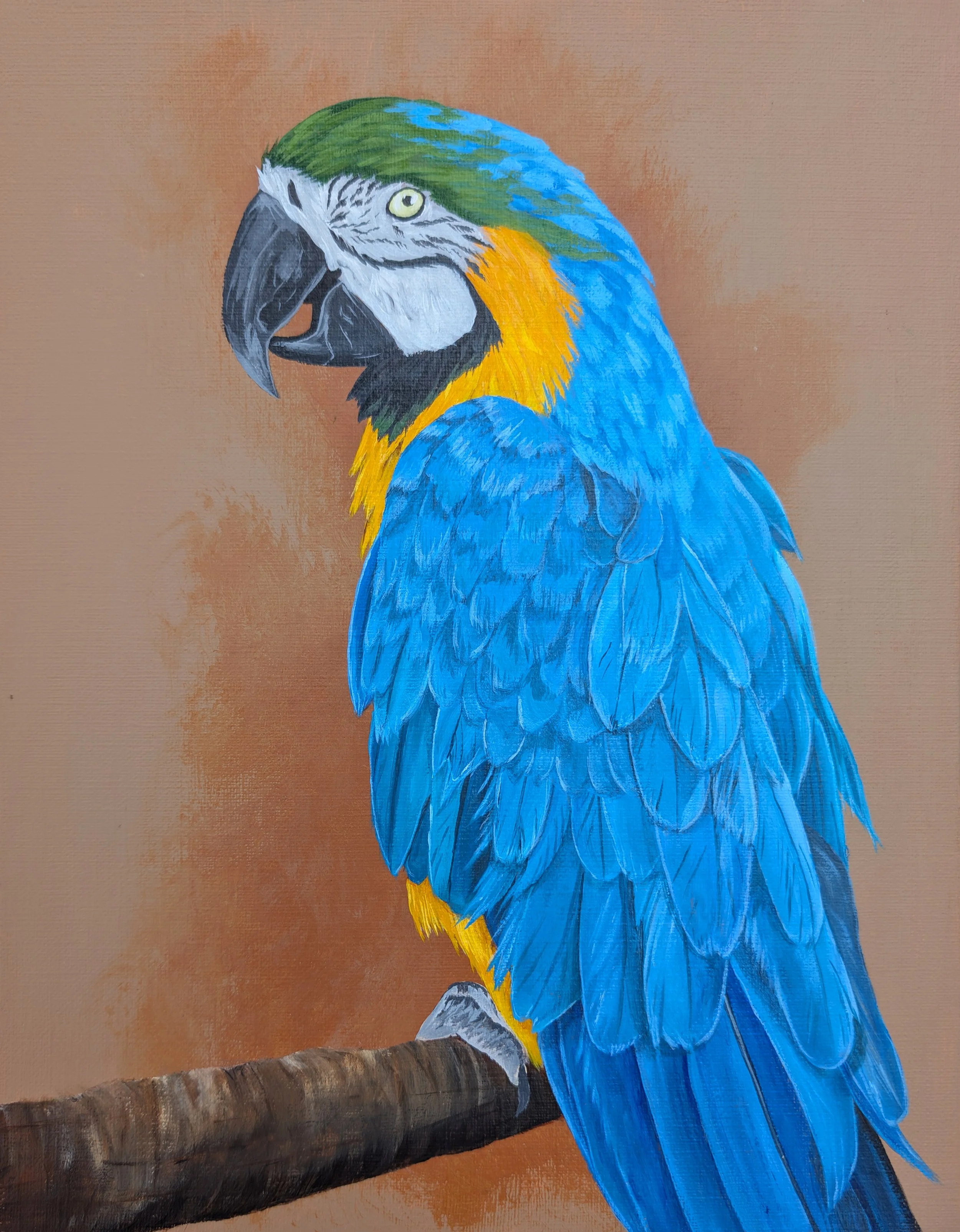 blue and yellow macaw