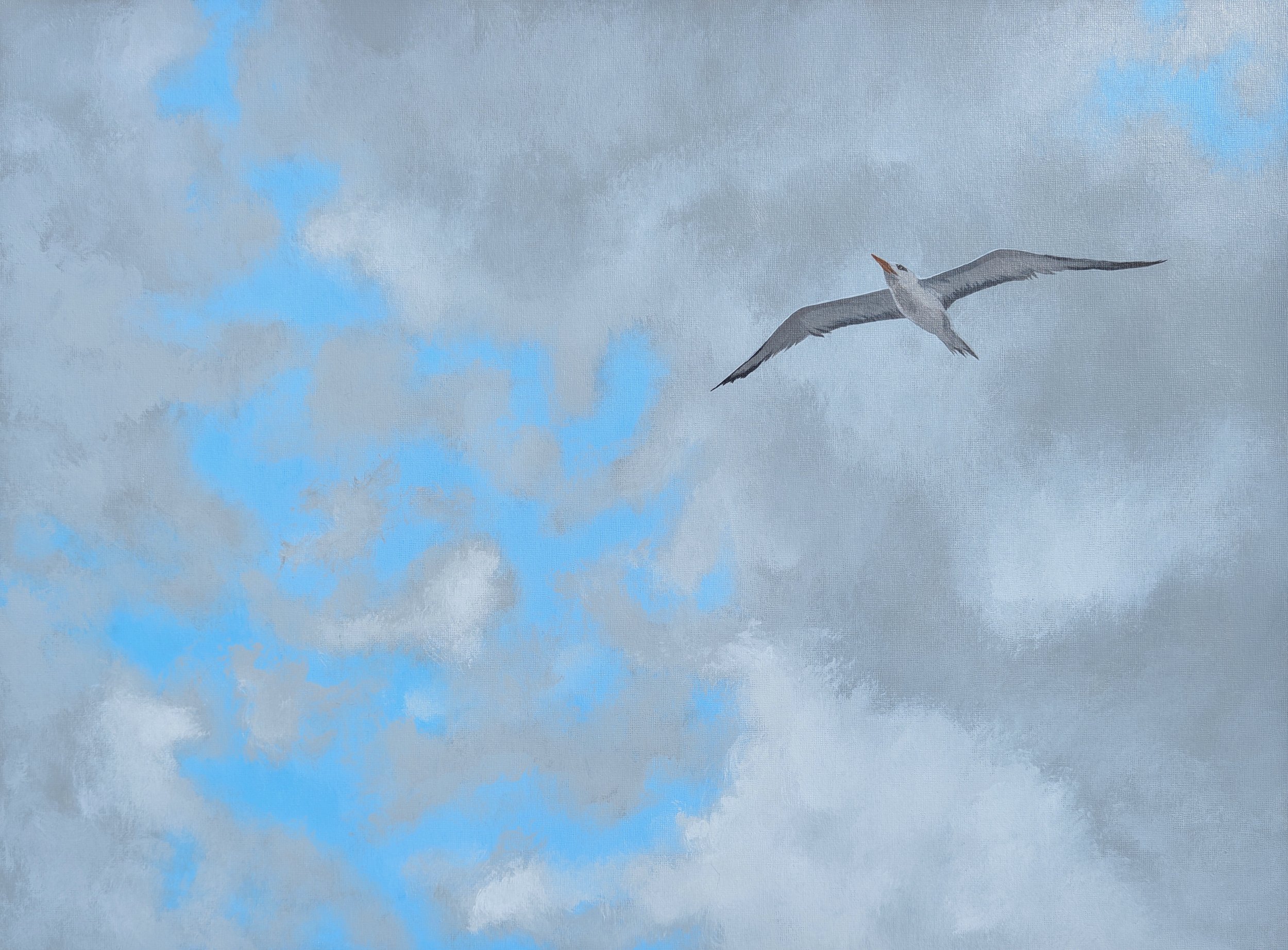 soaring tern