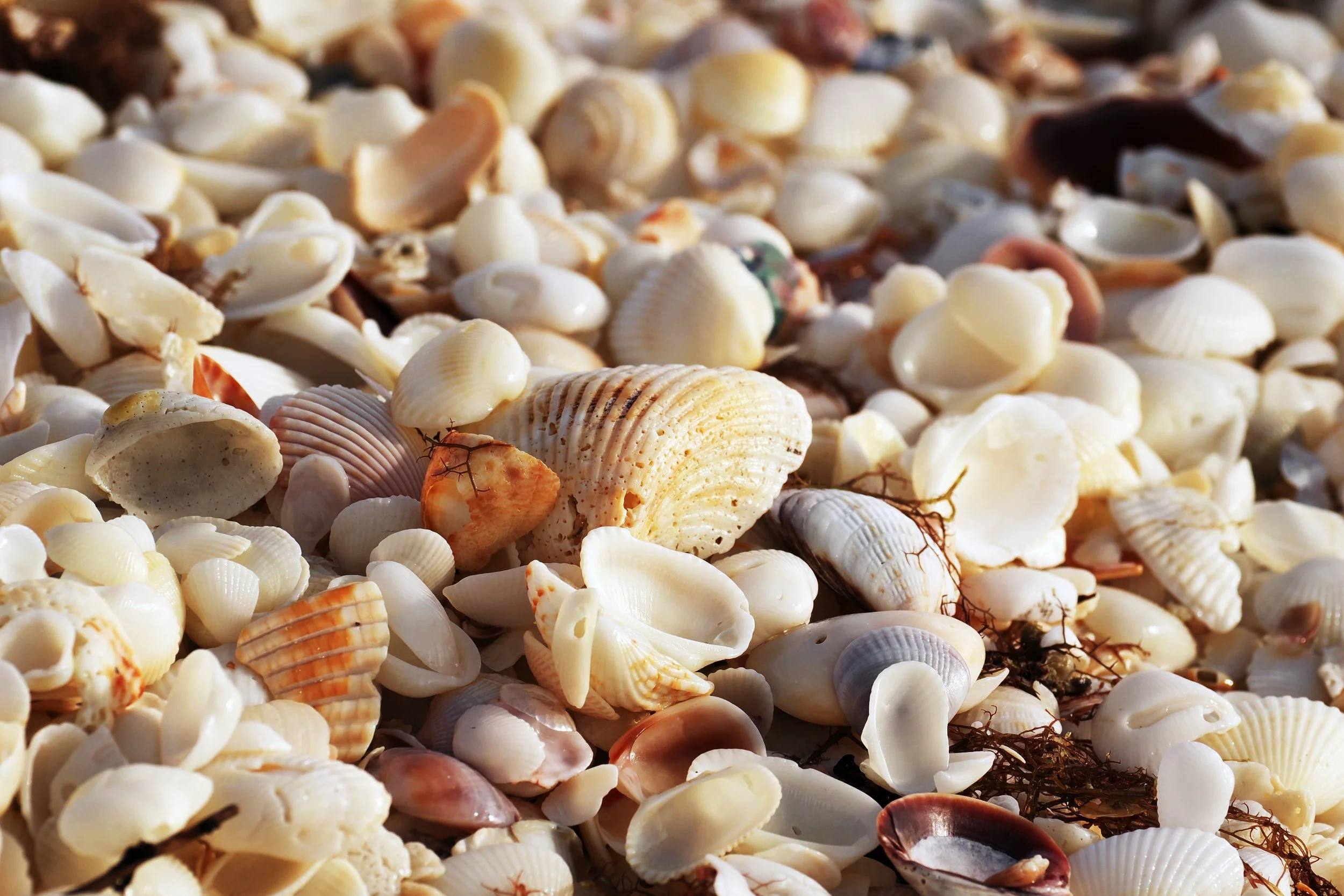 seashell pile photo